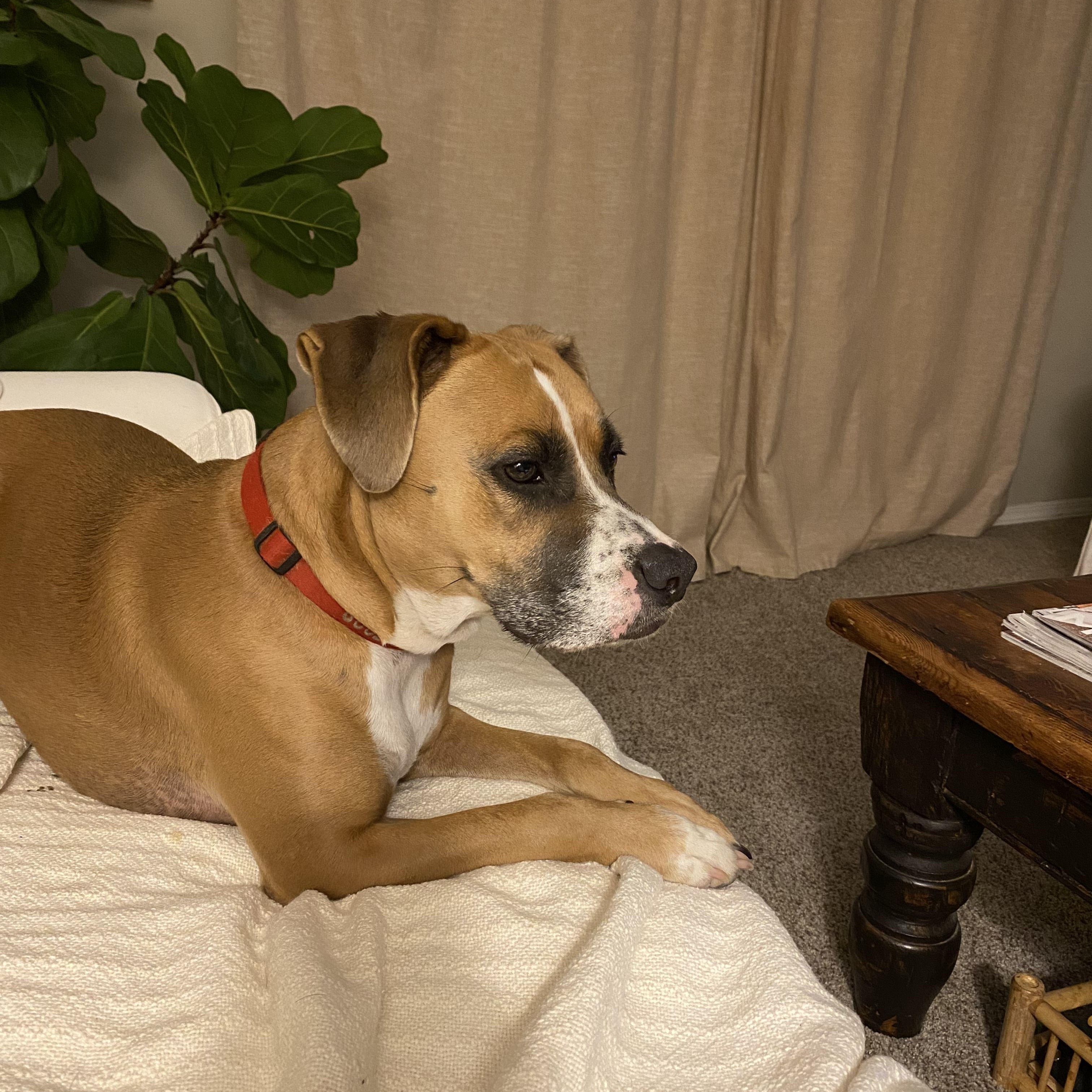 Enlarge Bailey, an adopted mixed breed in PENSACOLA, FL image 3/6