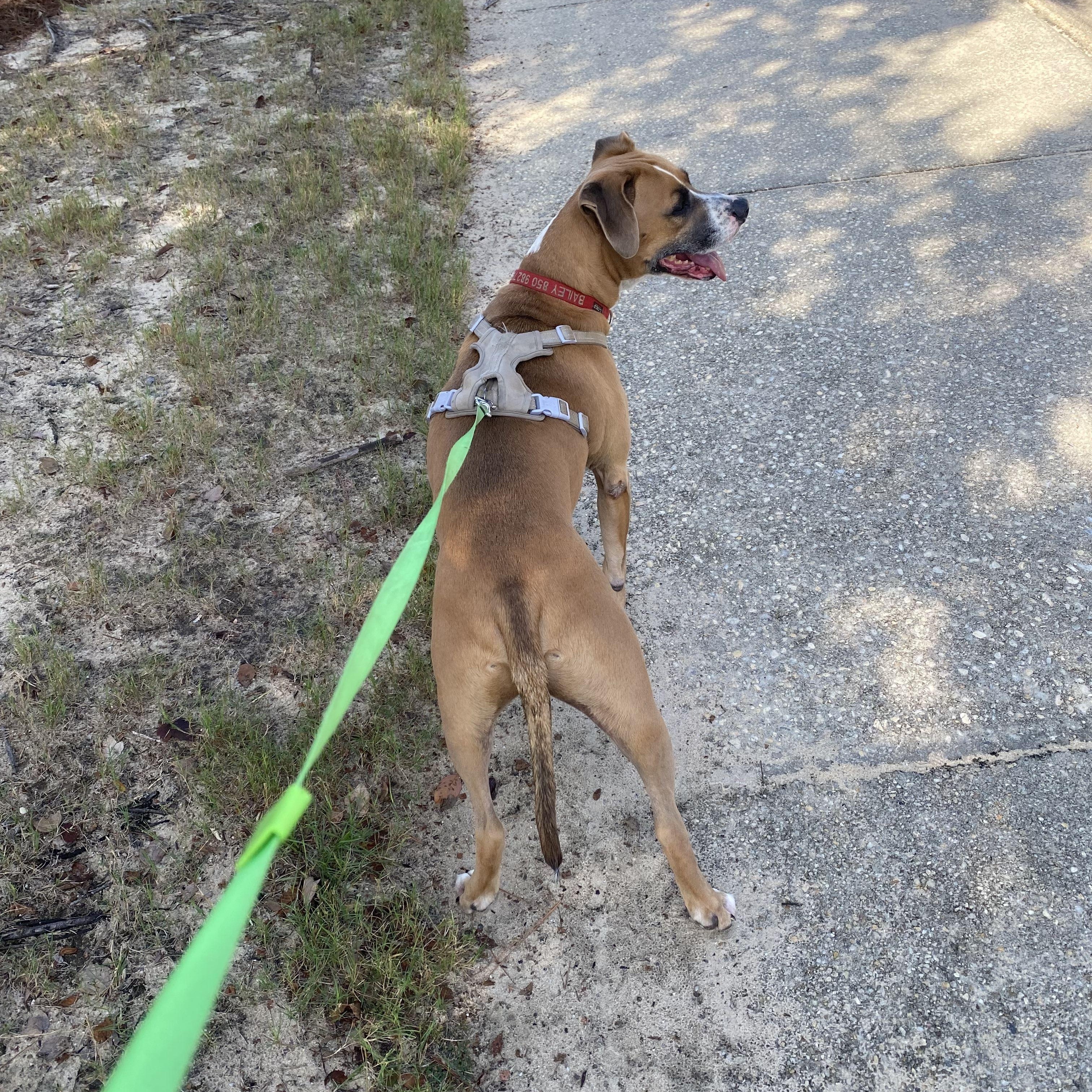 Enlarge Bailey, an adopted mixed breed in PENSACOLA, FL image 5/6