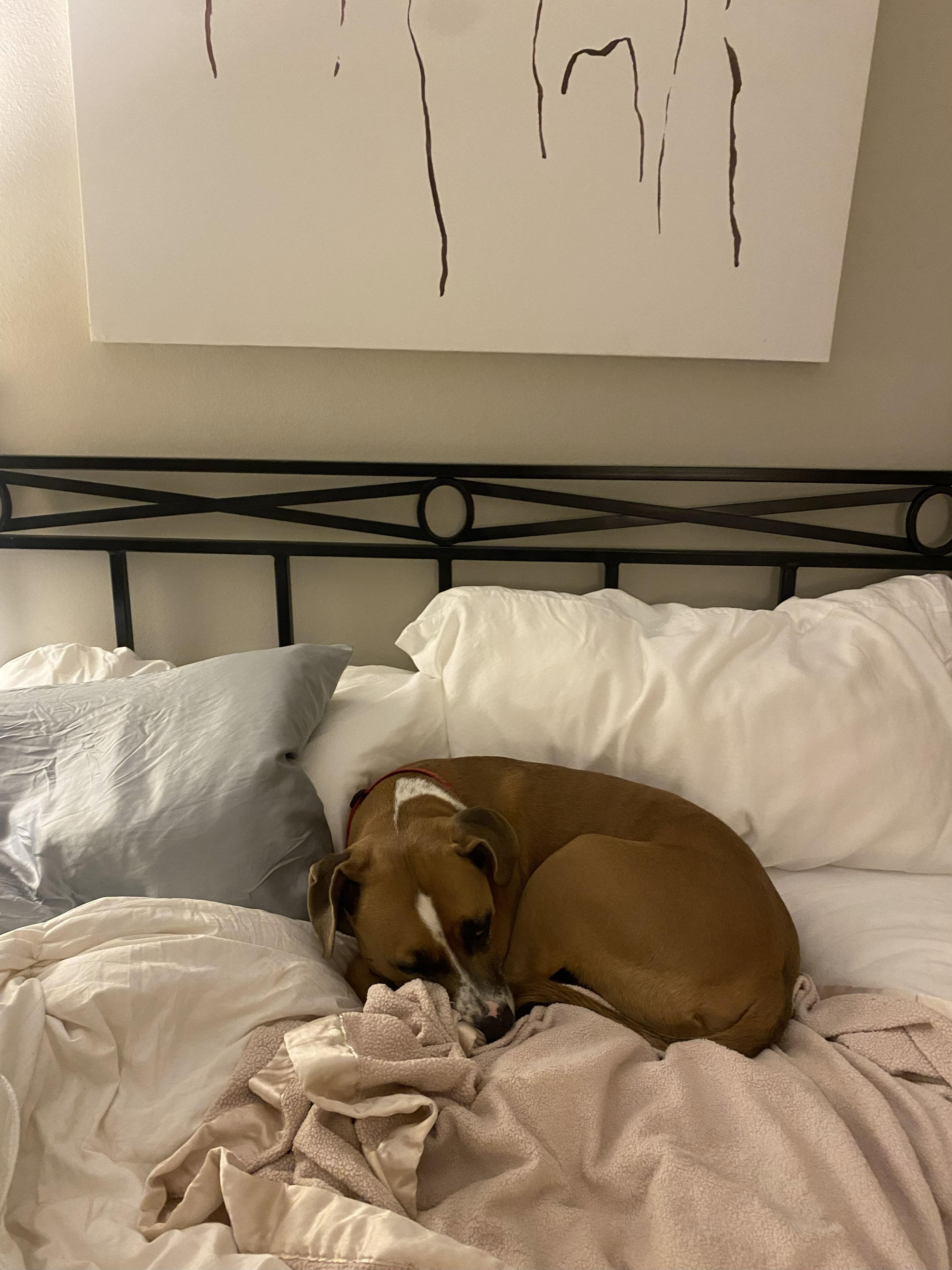 Enlarge Bailey, an adopted mixed breed in PENSACOLA, FL image 6/6