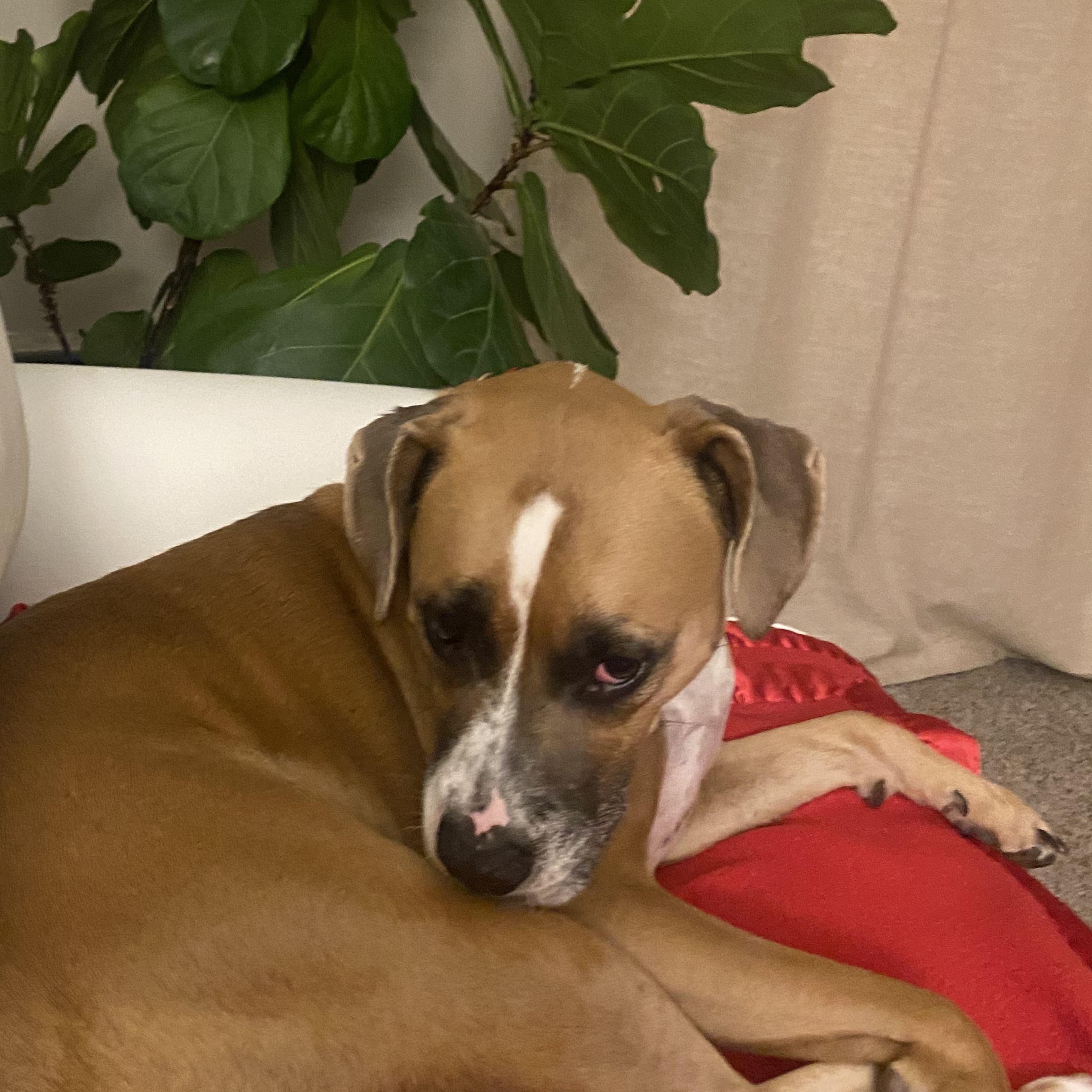 Enlarge Bailey, an adopted mixed breed in PENSACOLA, FL image 4/6