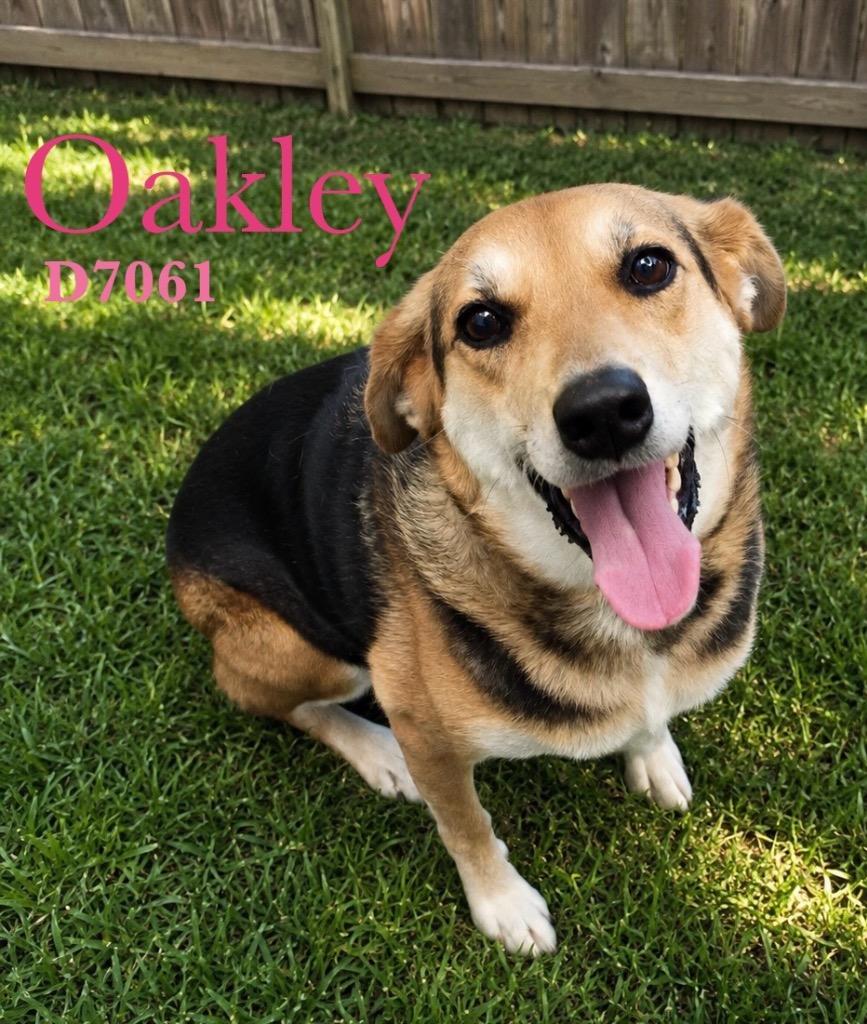 Enlarge Oakley, a Adoptable mixed breed in Clarksville, TN image 1/1