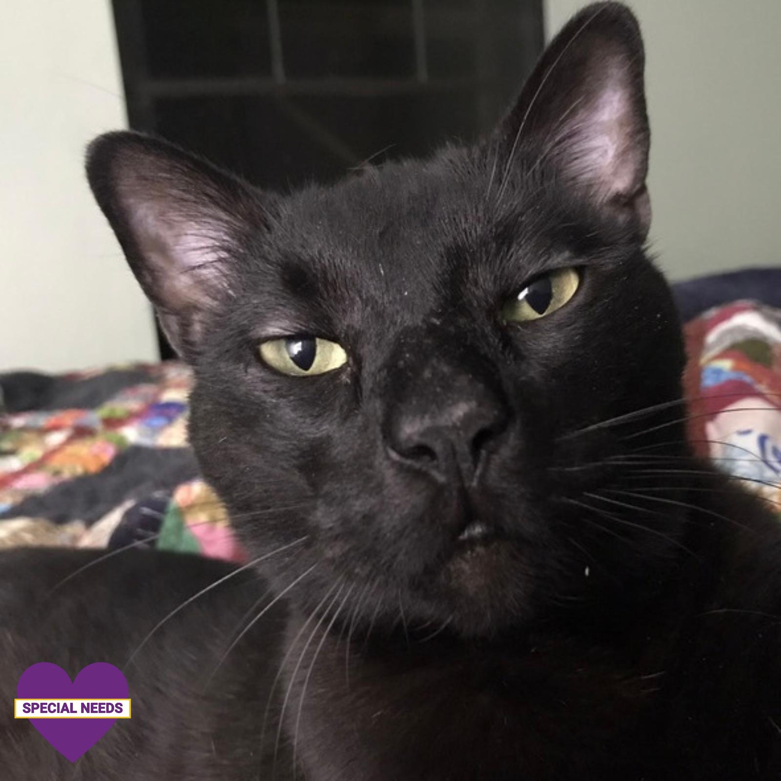 Enlarge Dimitri, a Adoptable Domestic Short Hair in Dripping Springs, TX image 1/1