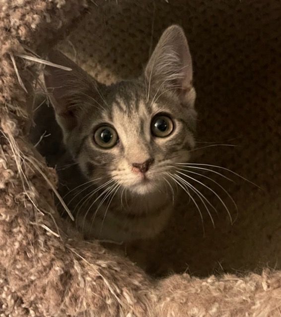 Guiness, a Adoptable Tabby in Lauderhill, FL image 1/12