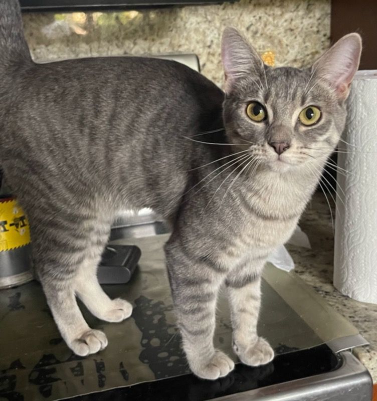 Guiness, a Adoptable Tabby in Lauderhill, FL image 2/12