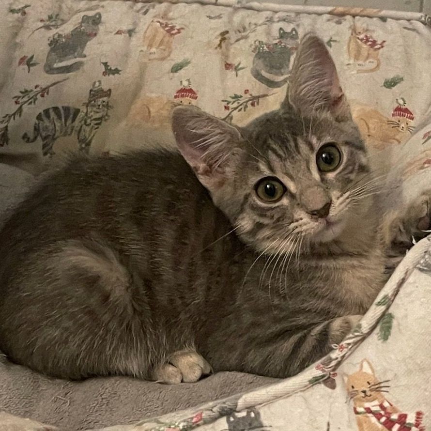 Guiness, a Adoptable Tabby in Lauderhill, FL image 3/12