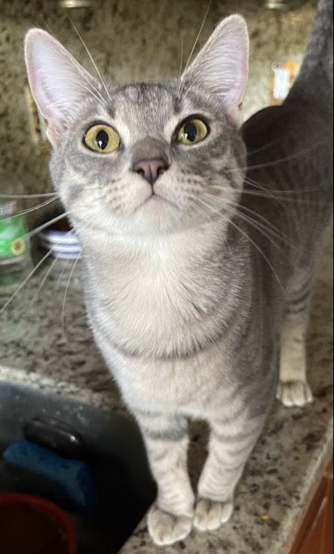 Guiness, a Adoptable Tabby in Lauderhill, FL image 4/12