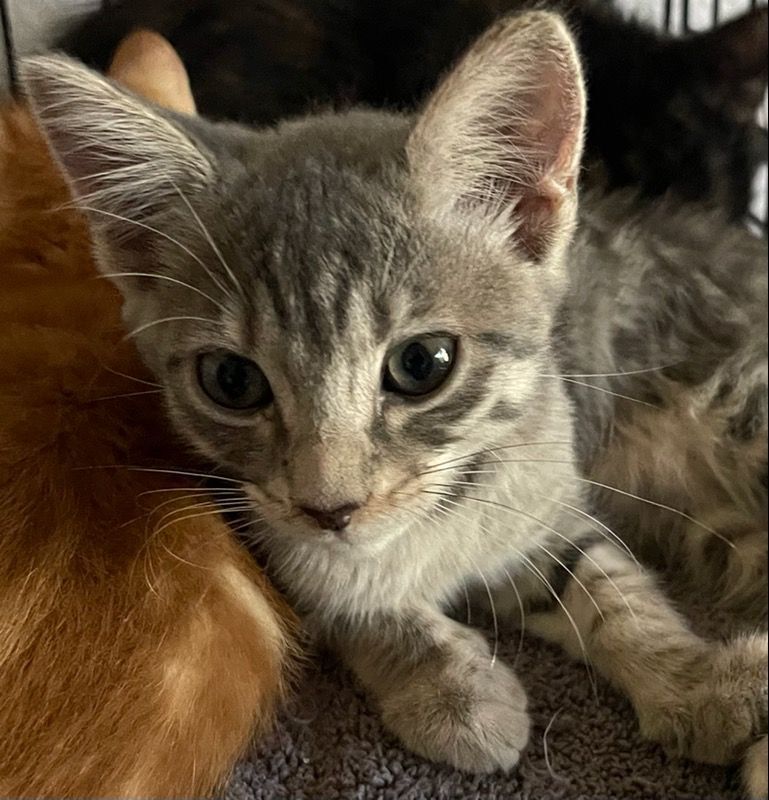 Guiness, a Adoptable Tabby in Lauderhill, FL image 5/12