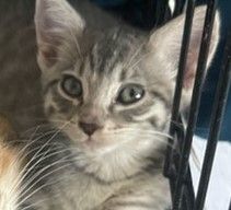 Guiness, a Adoptable Tabby in Lauderhill, FL image 6/12