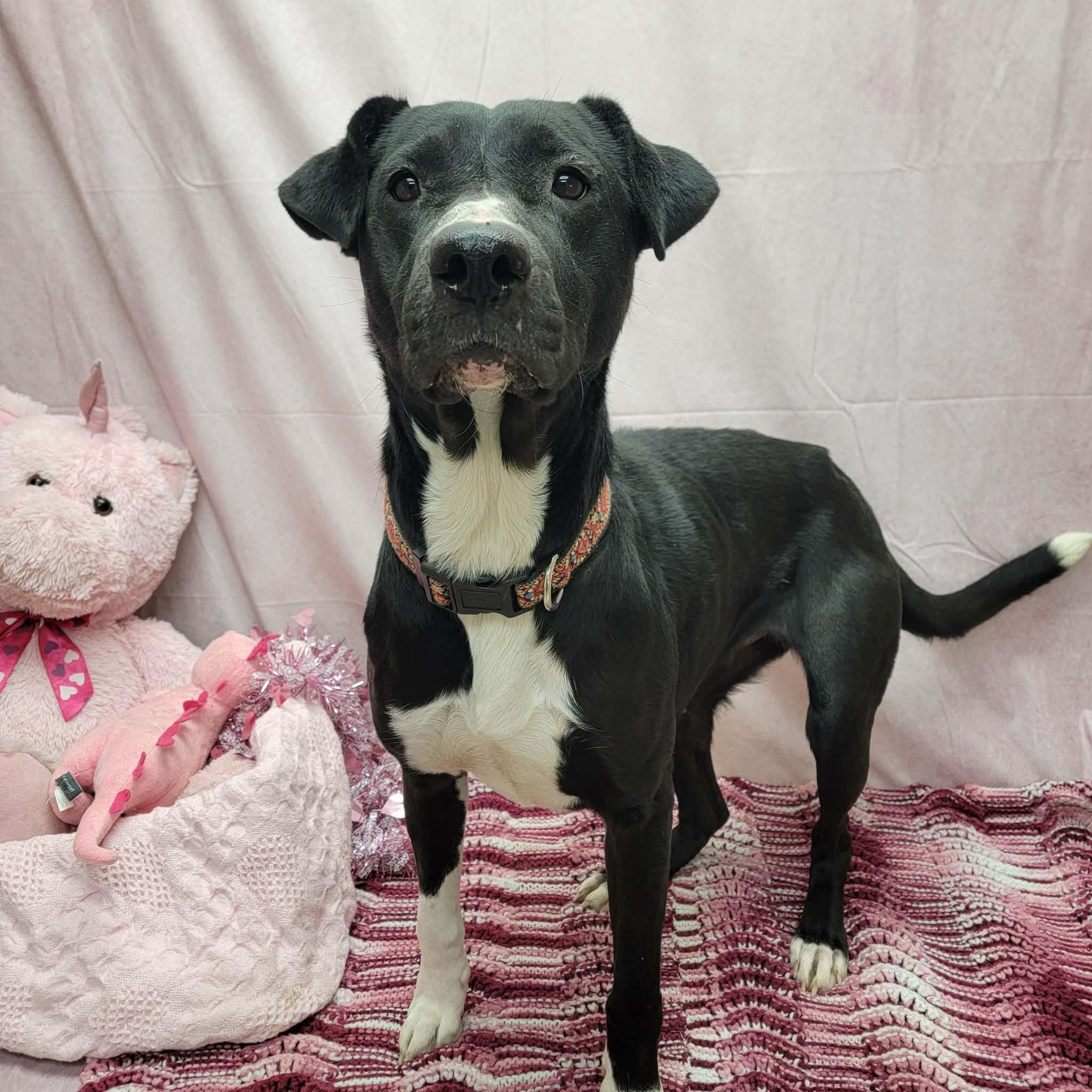 Linda, a ADOPTABLE mixed breed in Statesboro, GA image 5/6