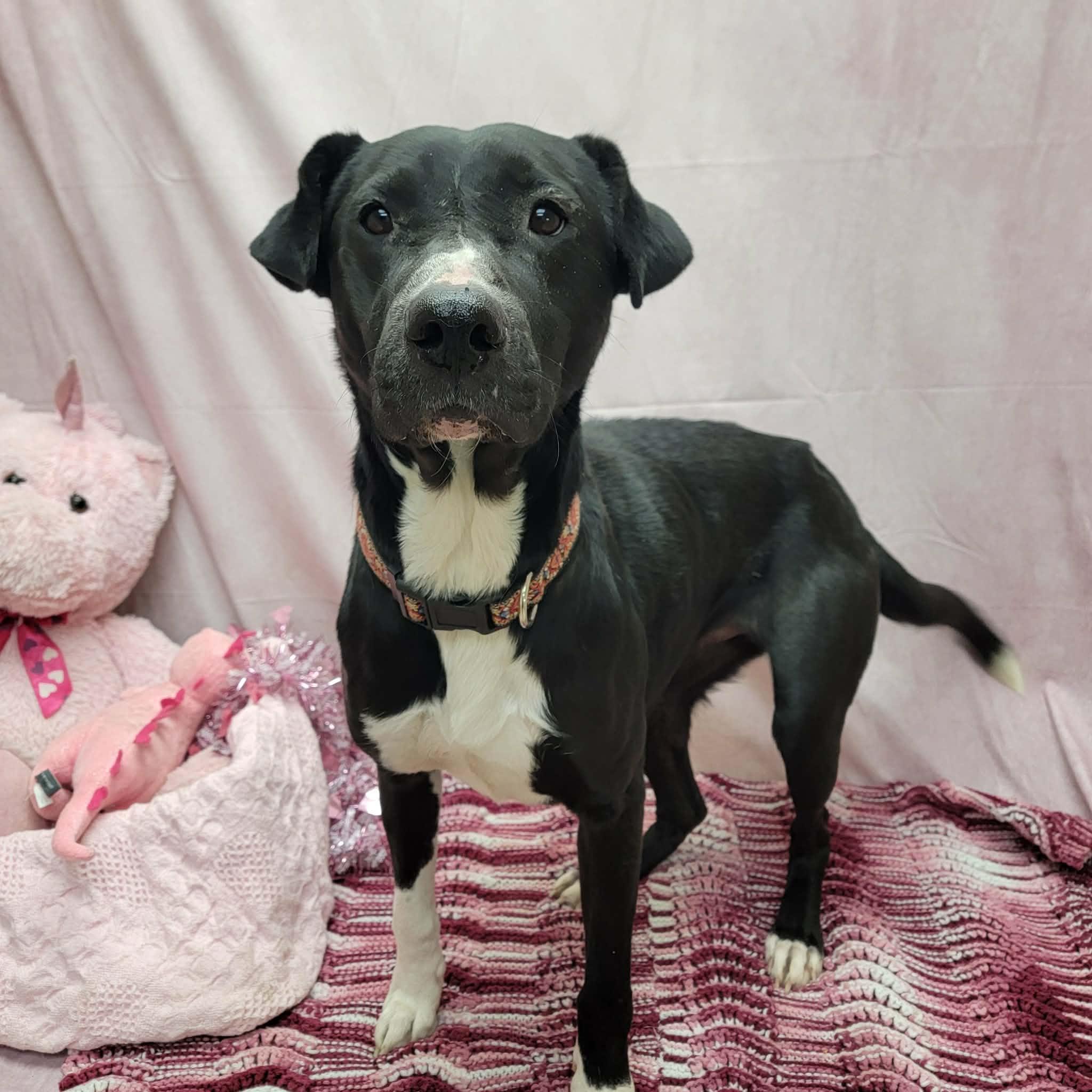 Linda, a ADOPTABLE mixed breed in Statesboro, GA image 6/6