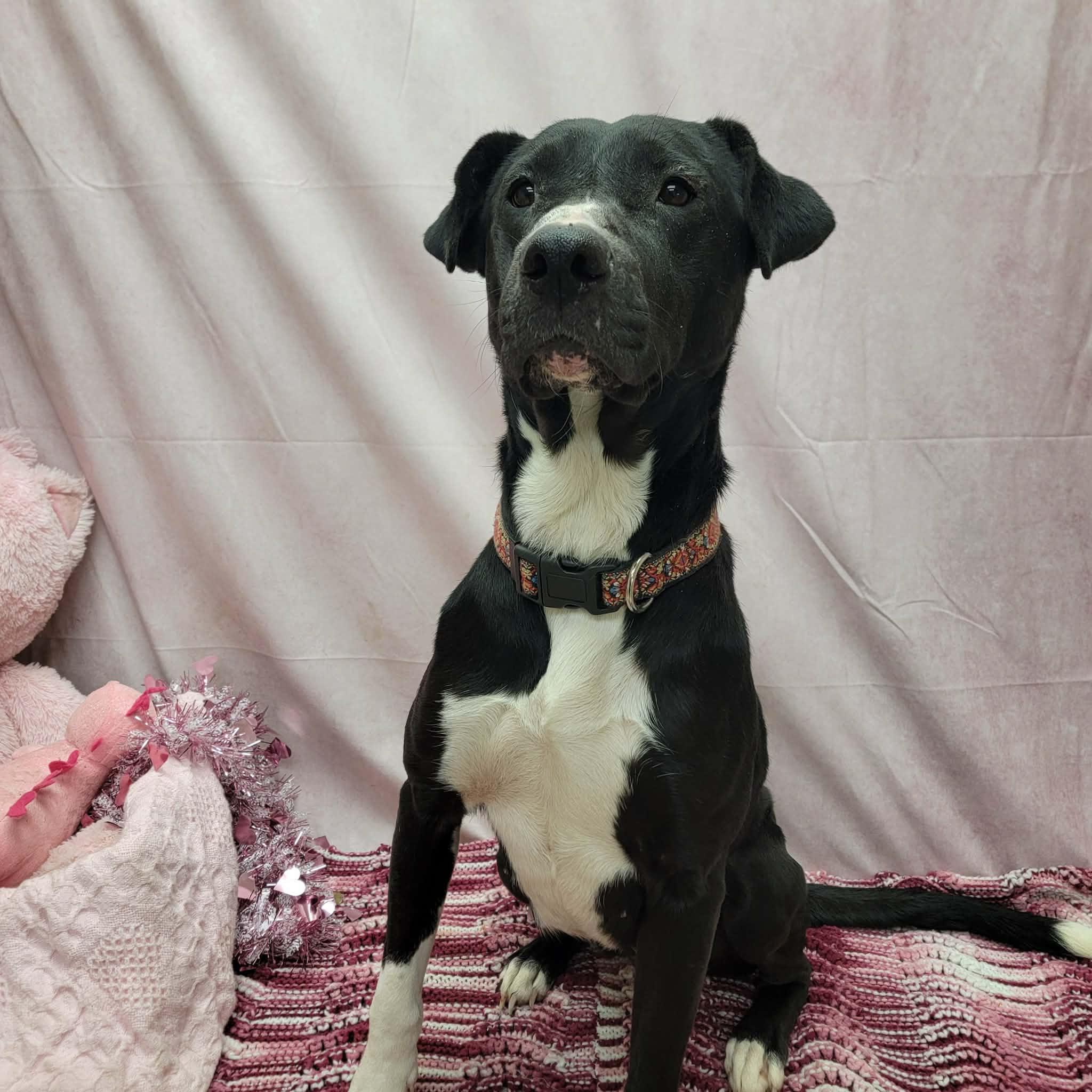 Linda, a ADOPTABLE mixed breed in Statesboro, GA image 2/6