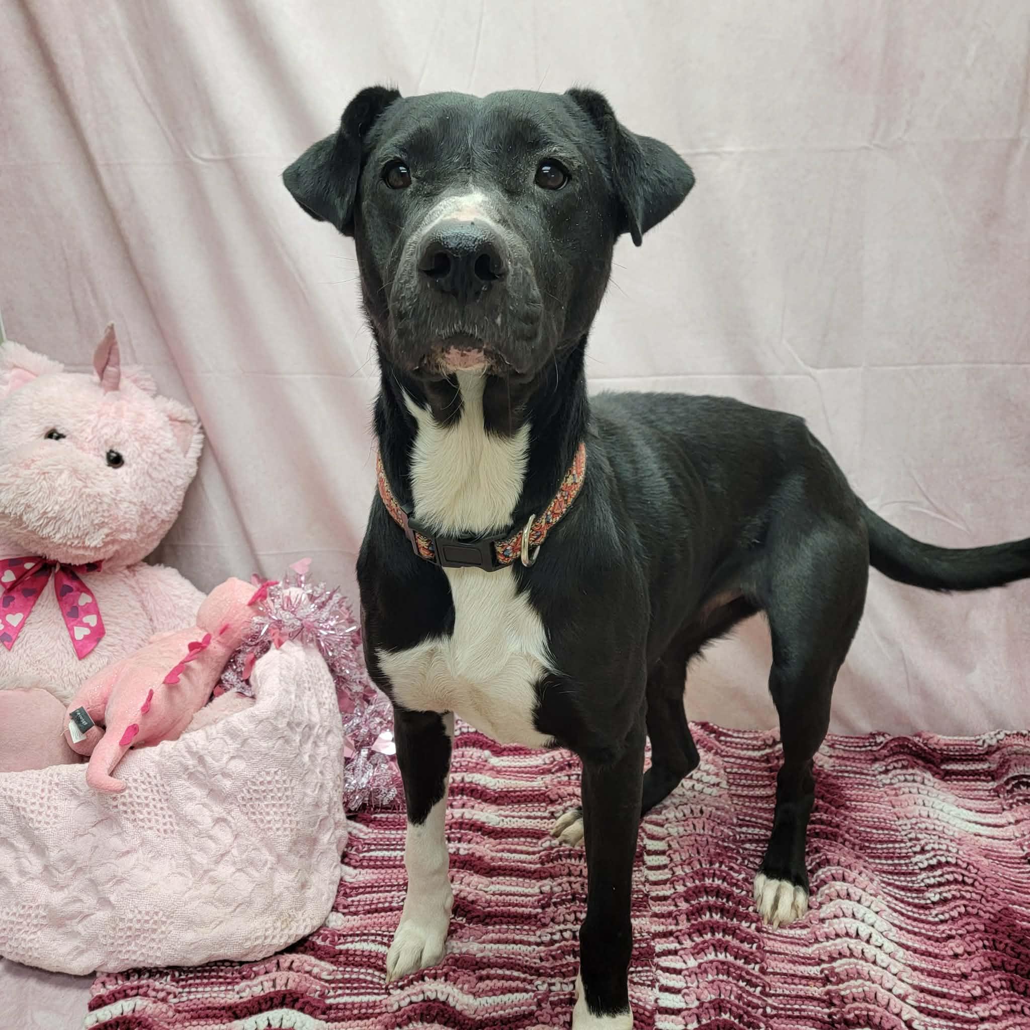 Linda, a ADOPTABLE mixed breed in Statesboro, GA image 4/6