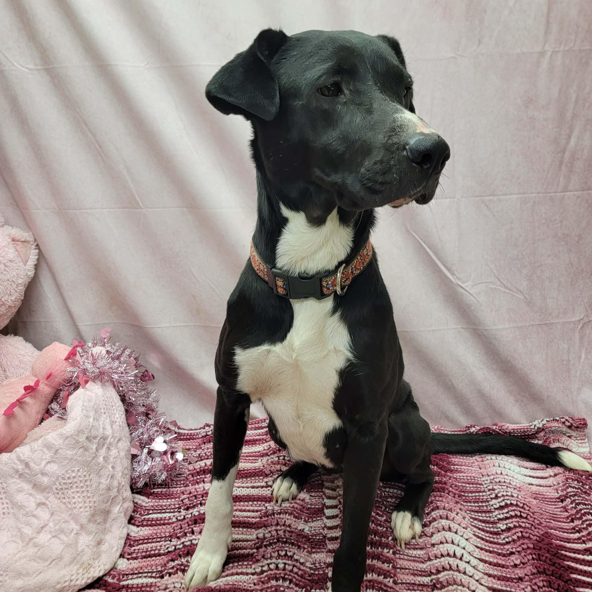 Linda, a ADOPTABLE mixed breed in Statesboro, GA image 3/6