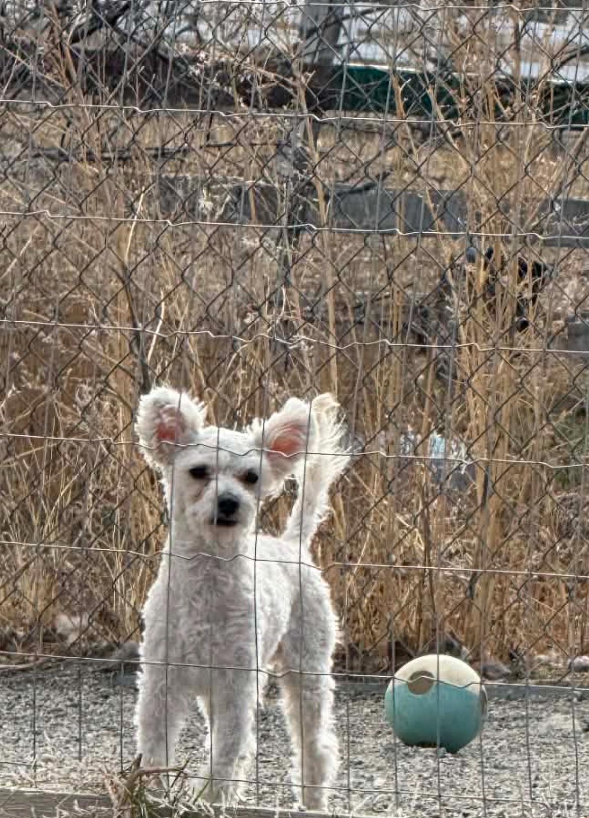 Enlarge Ace, a ADOPTABLE mixed breed in Longmont, CO image 1/1