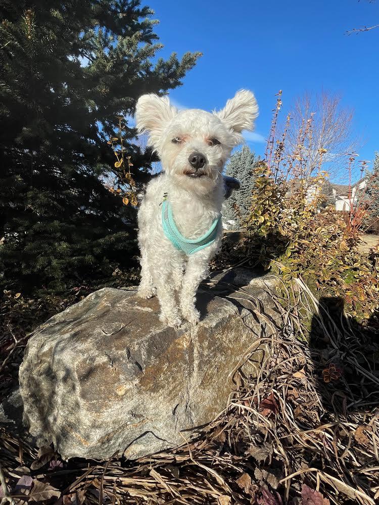 Ace, adoptable, Adult Male Poodle (Toy).