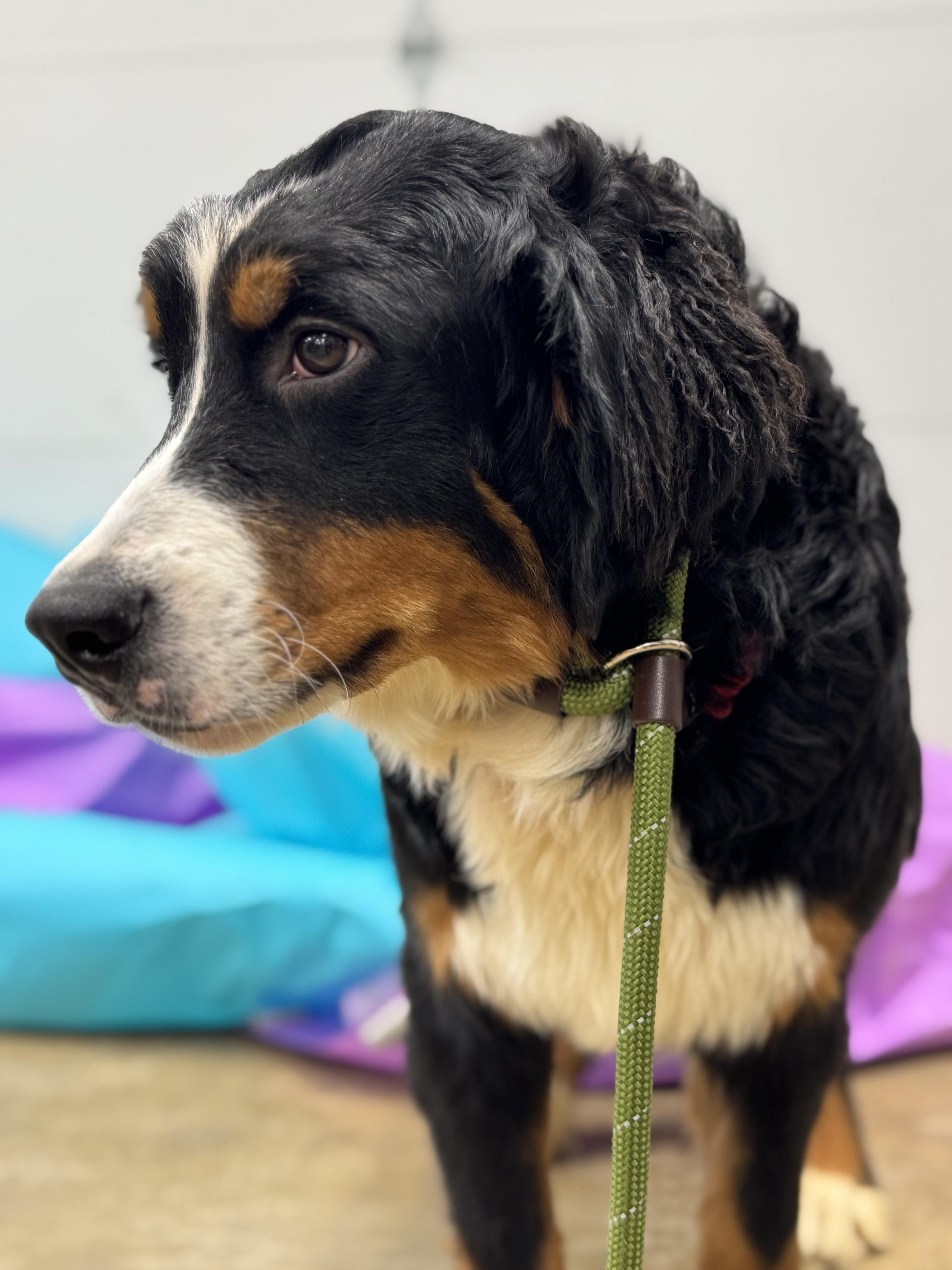 Enlarge Nikkie, a Adoptable Bernese Mountain Dog in Ashland, OH image 5/6