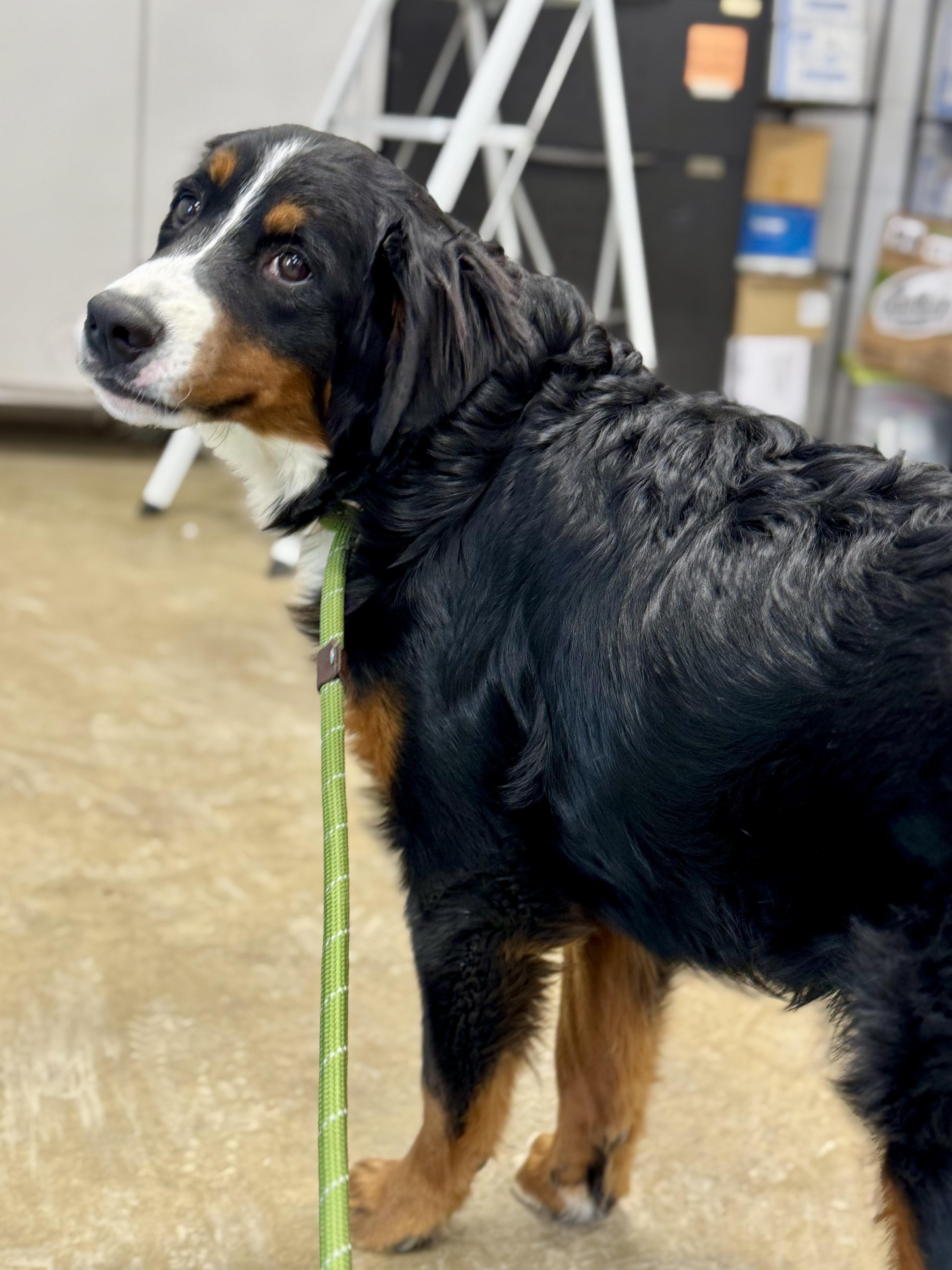 Enlarge Nikkie, a Adoptable Bernese Mountain Dog in Ashland, OH image 4/6