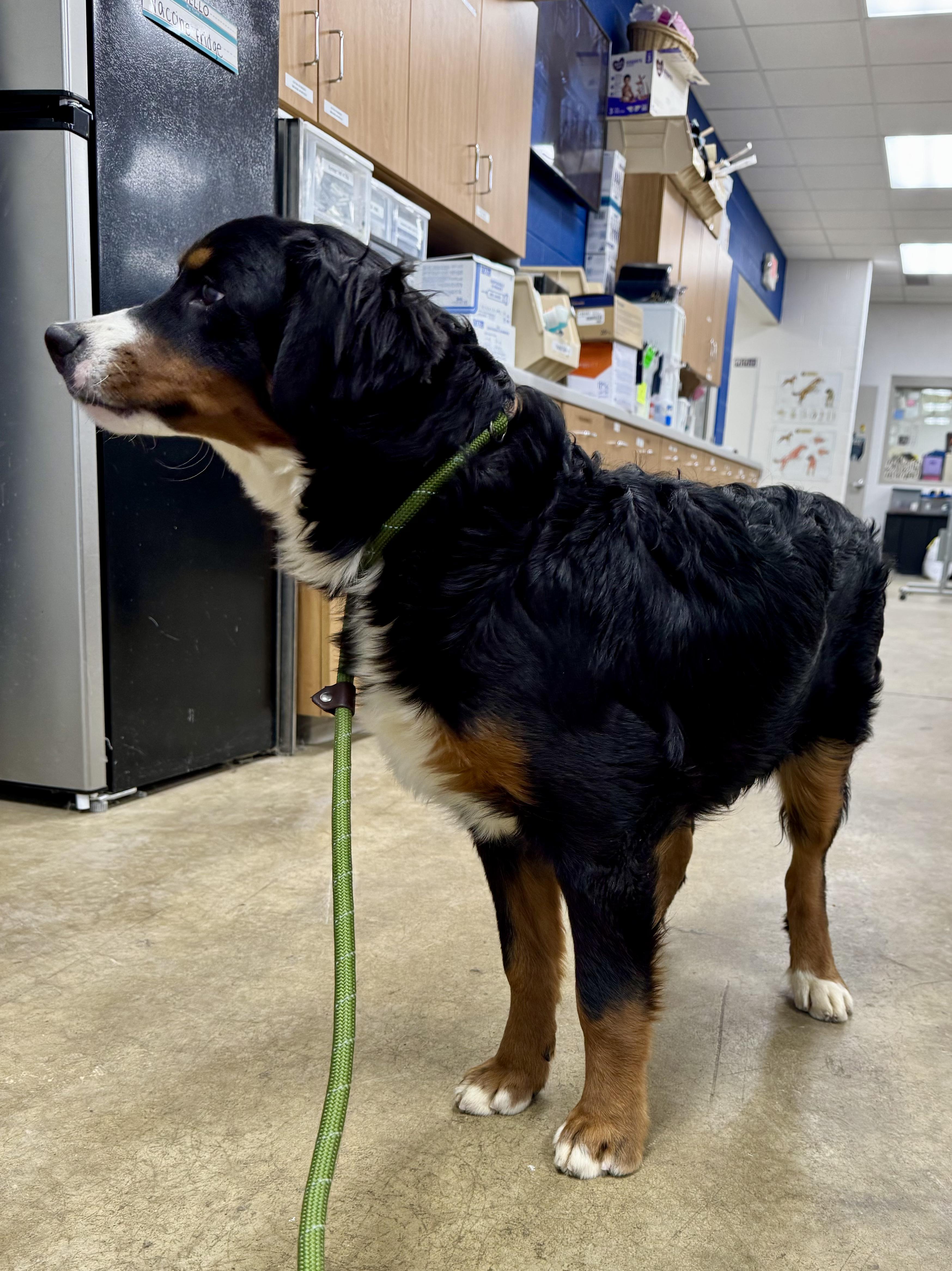 Enlarge Nikkie, a Adoptable Bernese Mountain Dog in Ashland, OH image 2/6