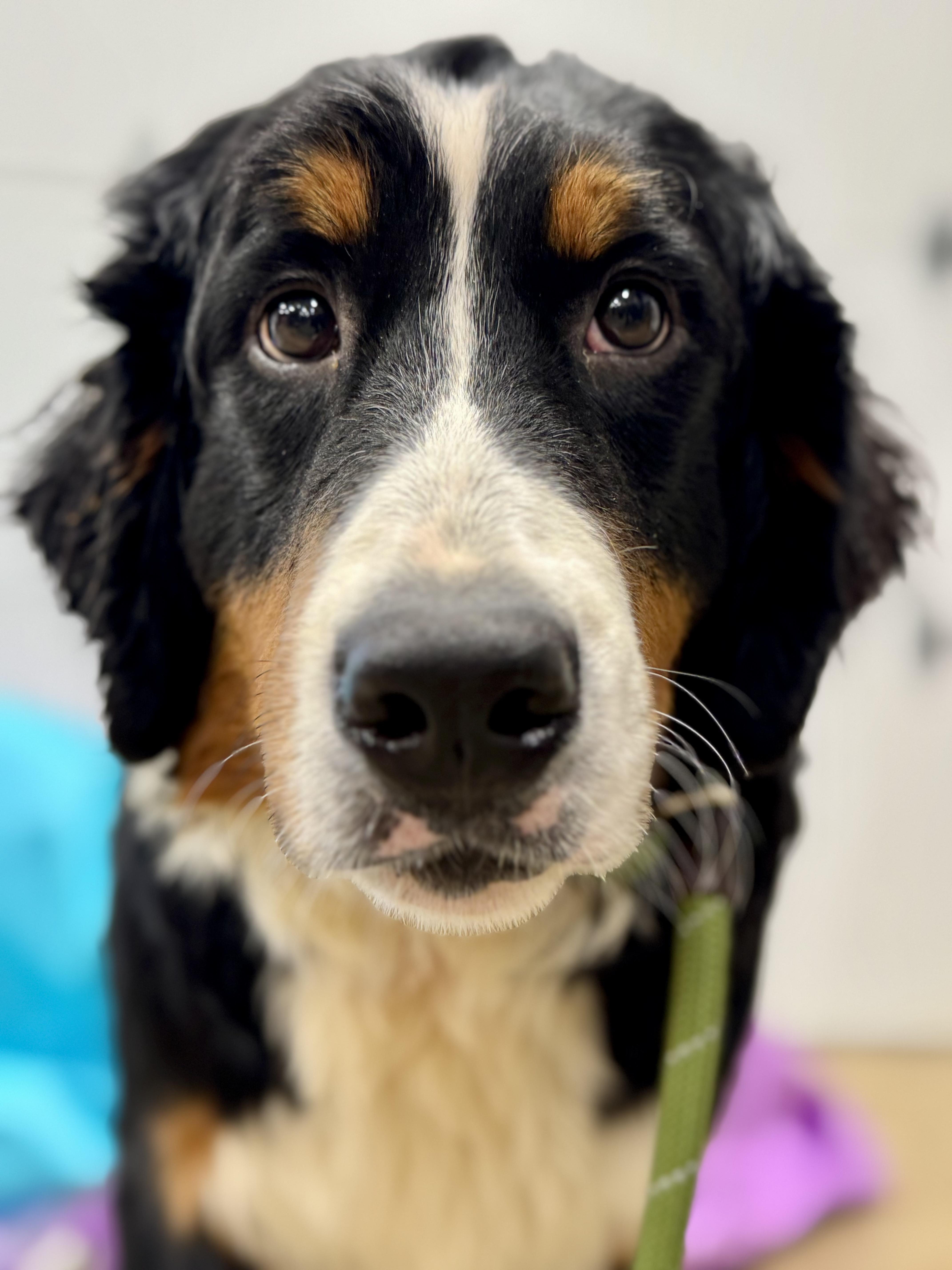 Enlarge Nikkie, a Adoptable Bernese Mountain Dog in Ashland, OH image 3/6