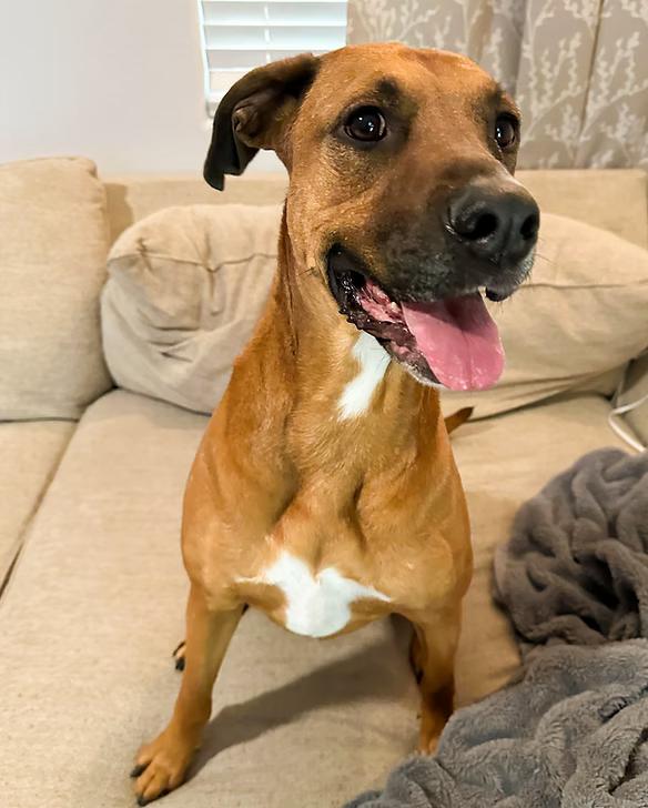 Olive, Adoptable, Adult Female Boxer & Doberman Pinscher.