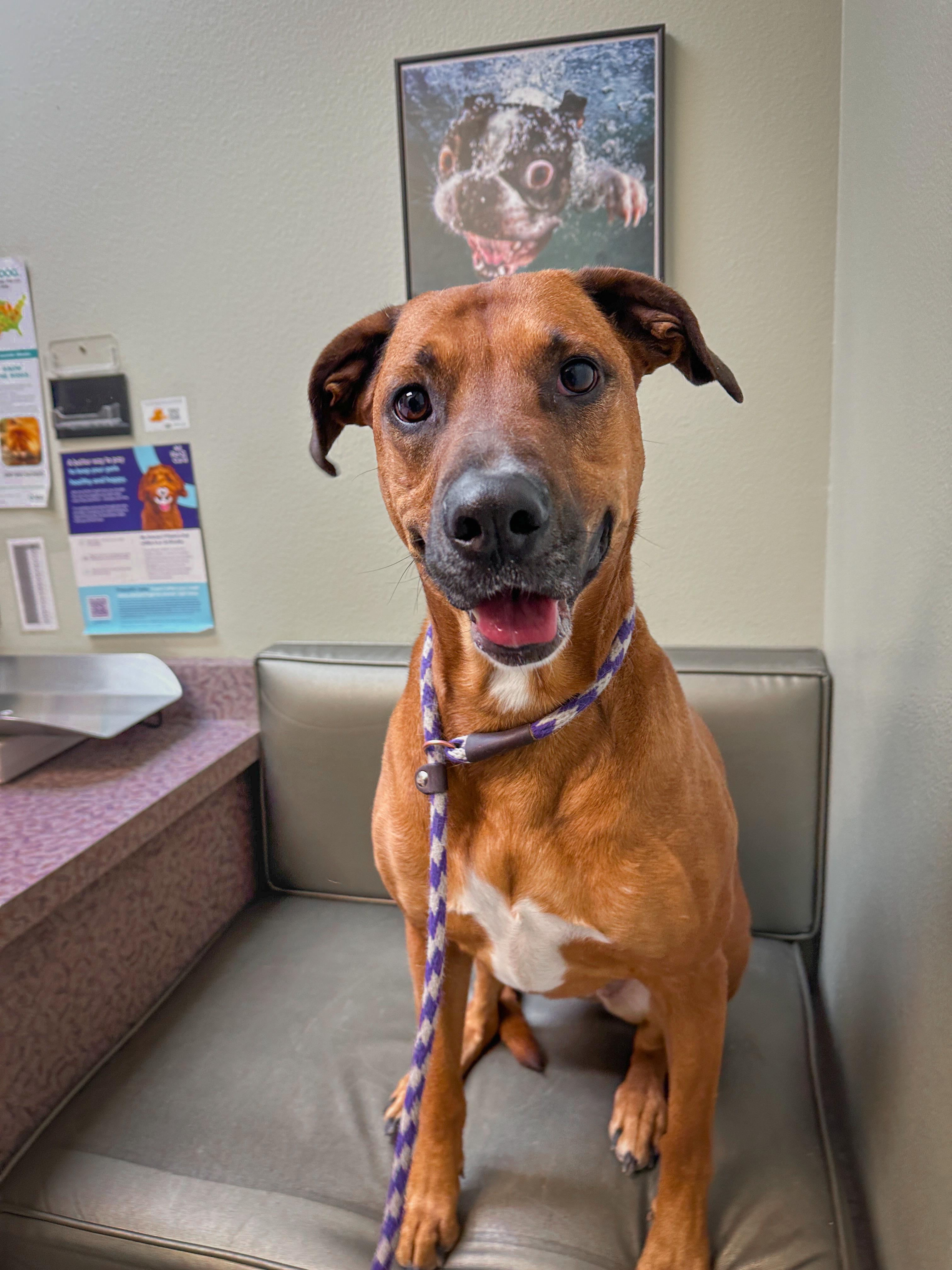 Enlarge Olive, a Adoptable mixed breed in Las Vegas, NV image 3/5