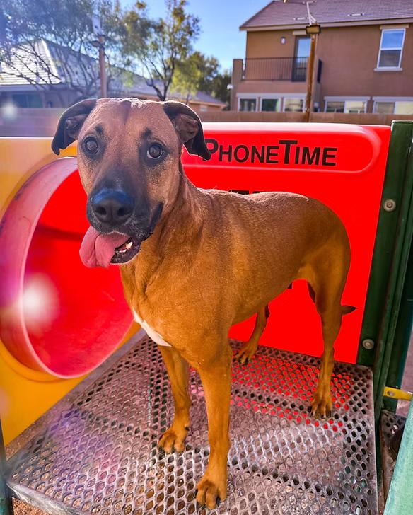 Enlarge Olive, a Adoptable mixed breed in Las Vegas, NV image 4/5