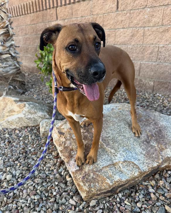 Enlarge Olive, a Adoptable mixed breed in Las Vegas, NV image 5/5