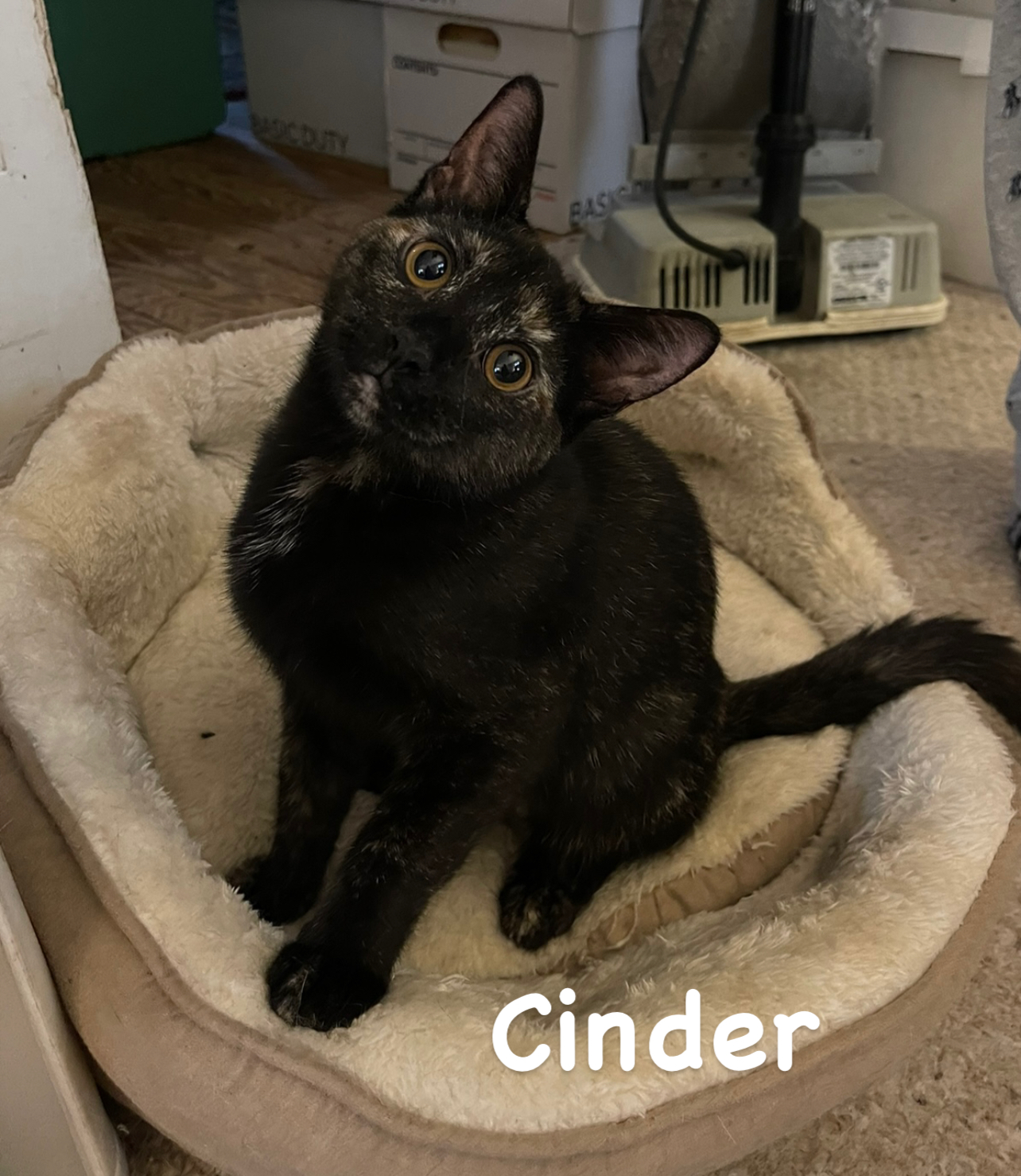 Enlarge Cinder, a Adoptable Tortoiseshell in Asbury Park, NJ image 2/2