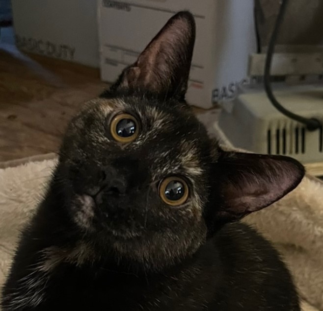 Enlarge Cinder, a Adoptable Tortoiseshell in Asbury Park, NJ image 1/2