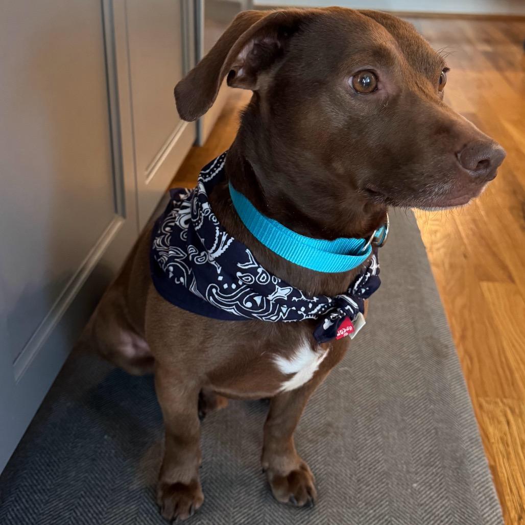 Enlarge Thatch, a Adoptable mixed breed in Durham, NC image 2/6