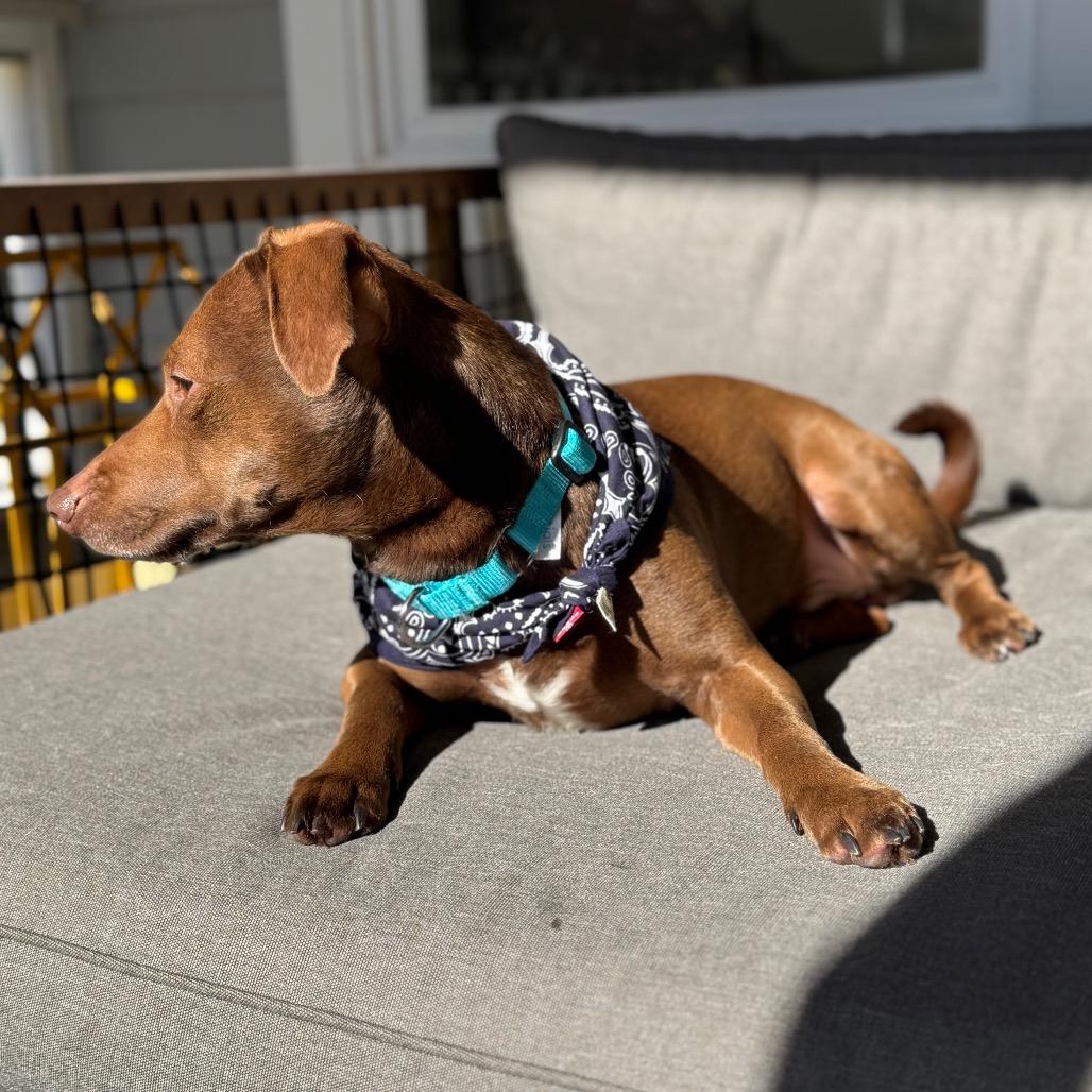 Enlarge Thatch, a Adoptable mixed breed in Durham, NC image 3/6