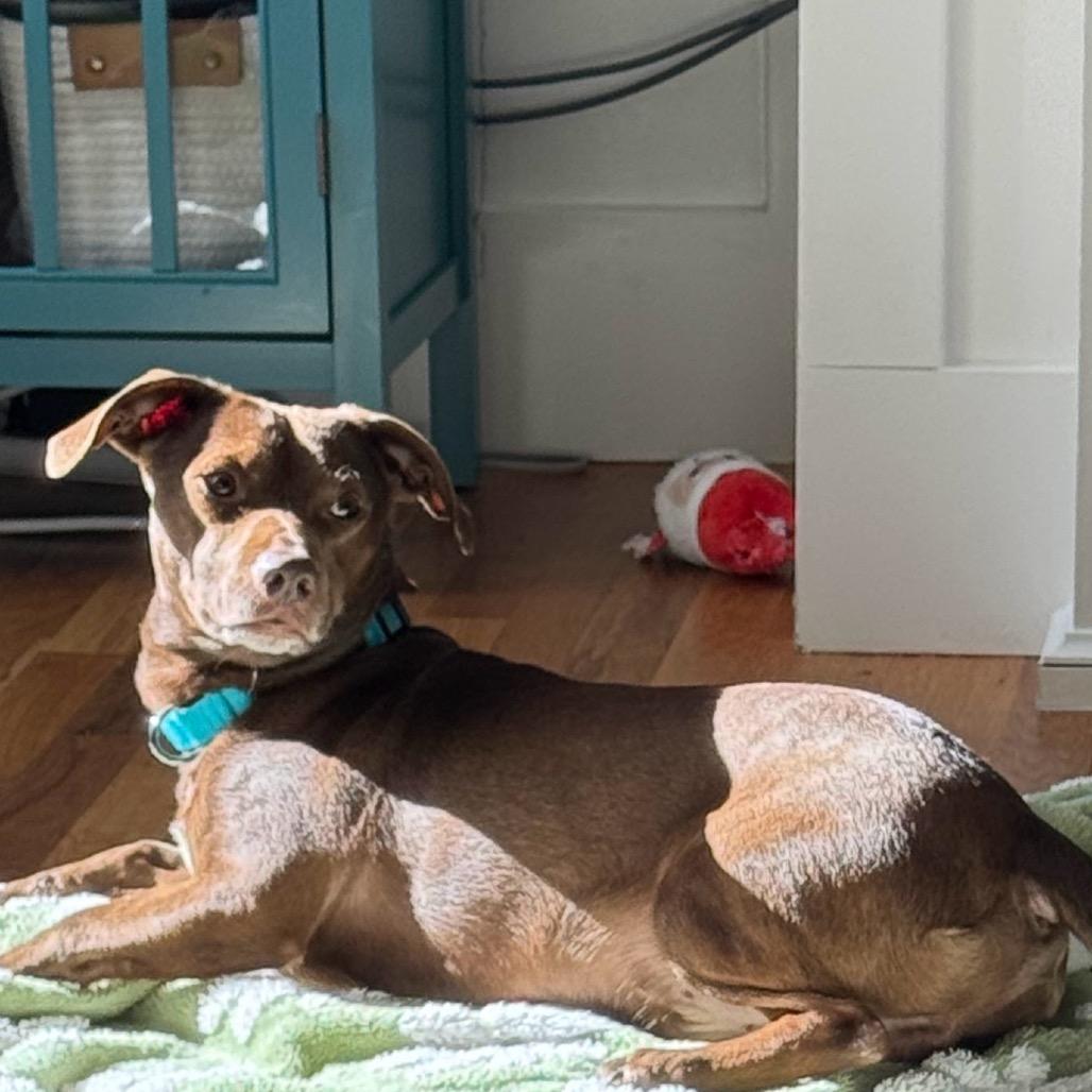 Enlarge Thatch, a Adoptable mixed breed in Durham, NC image 4/6