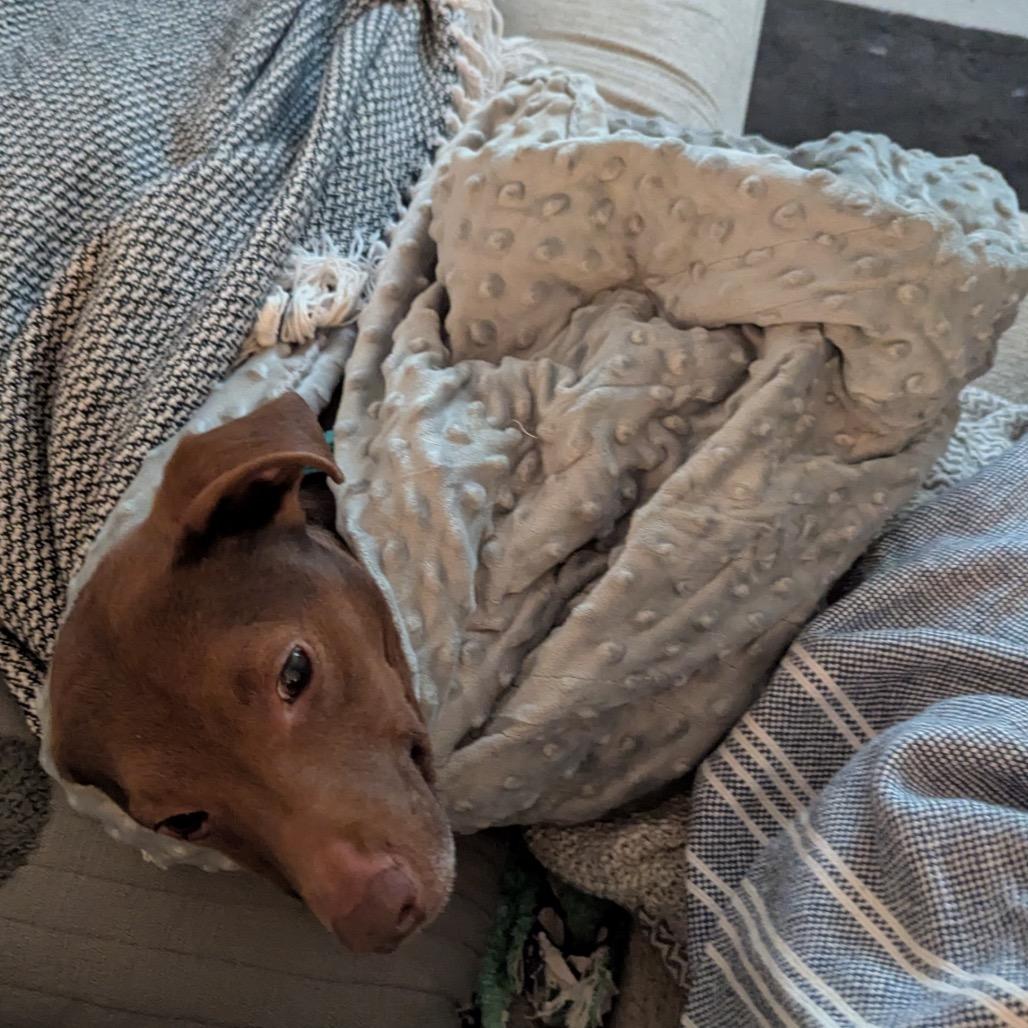 Enlarge Thatch, a Adoptable mixed breed in Durham, NC image 5/6