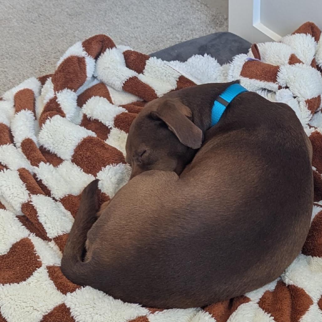 Enlarge Thatch, a Adoptable mixed breed in Durham, NC image 6/6