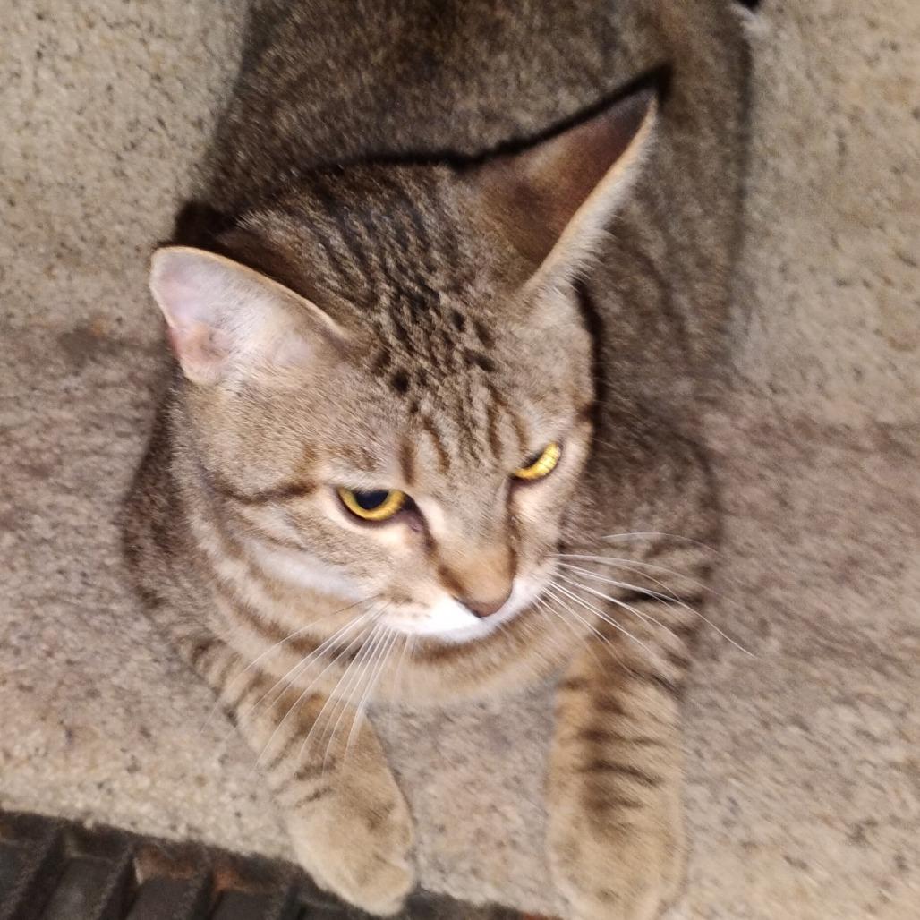 Tiger, Adoptable, Young Male American Shorthair.