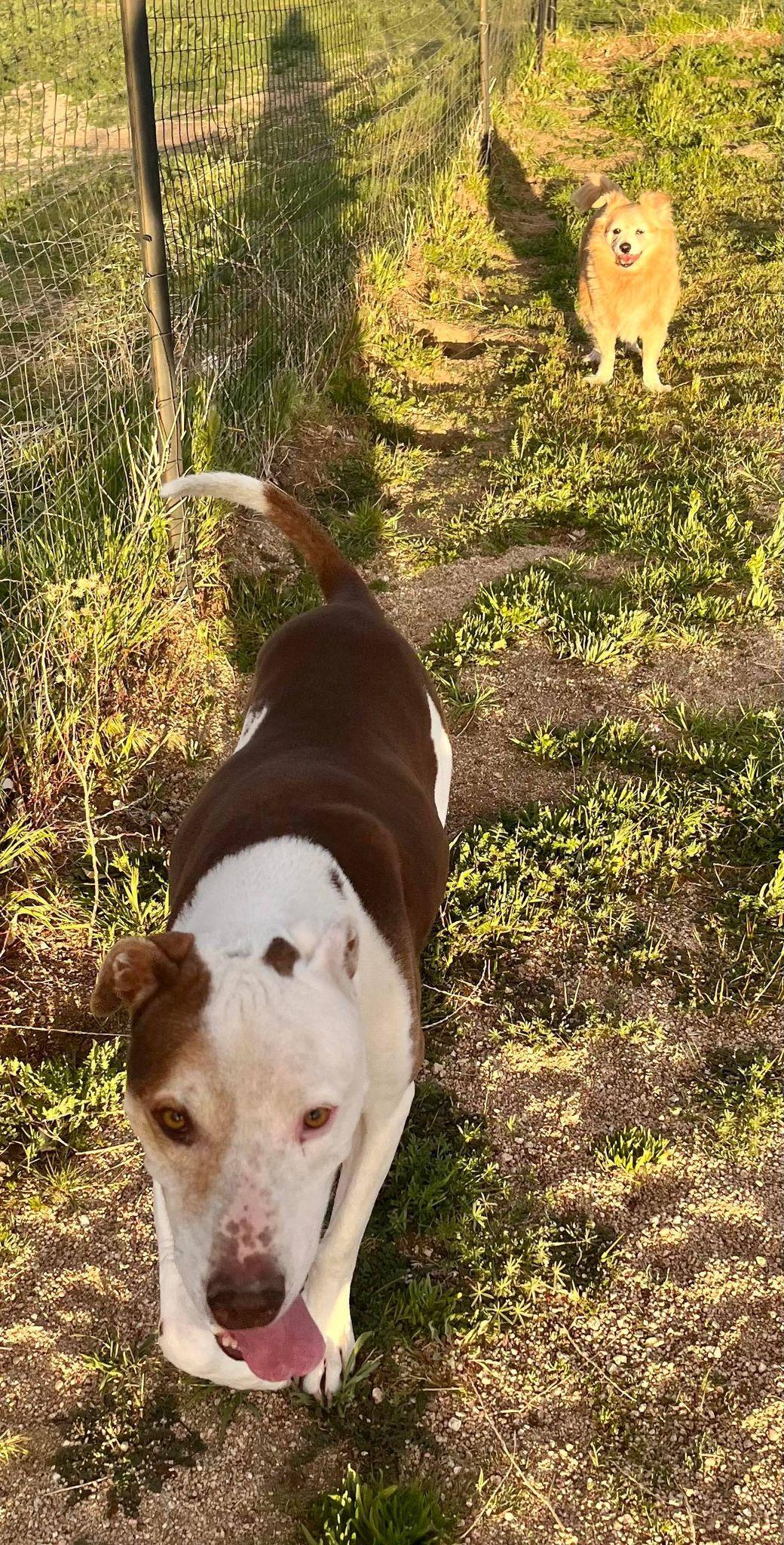 Little Dude & Prince (bonded pair), a Adoptable mixed breed in Ventura, CA image 5/6