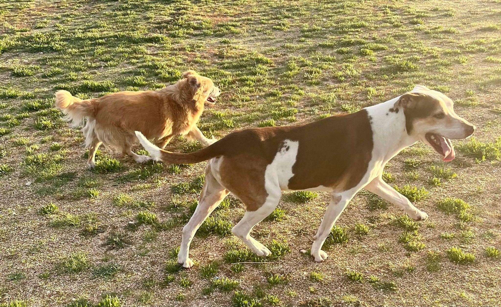 Little Dude & Prince (bonded pair), a Adoptable mixed breed in Ventura, CA image 2/6