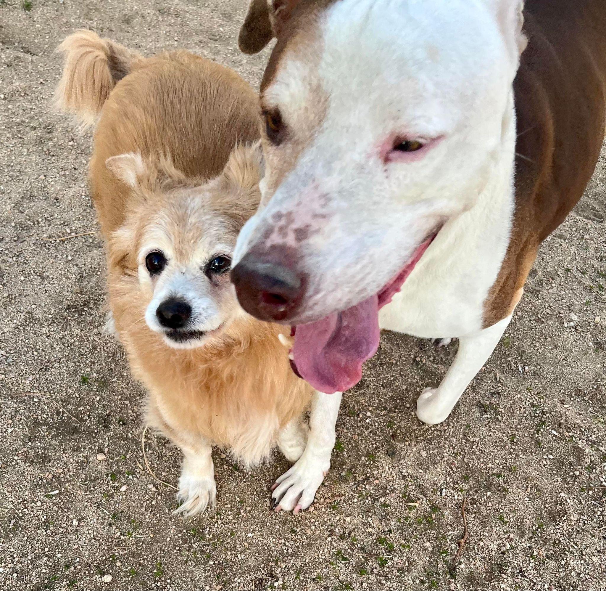 Little Dude & Prince (bonded pair), a Adoptable mixed breed in Ventura, CA image 1/6