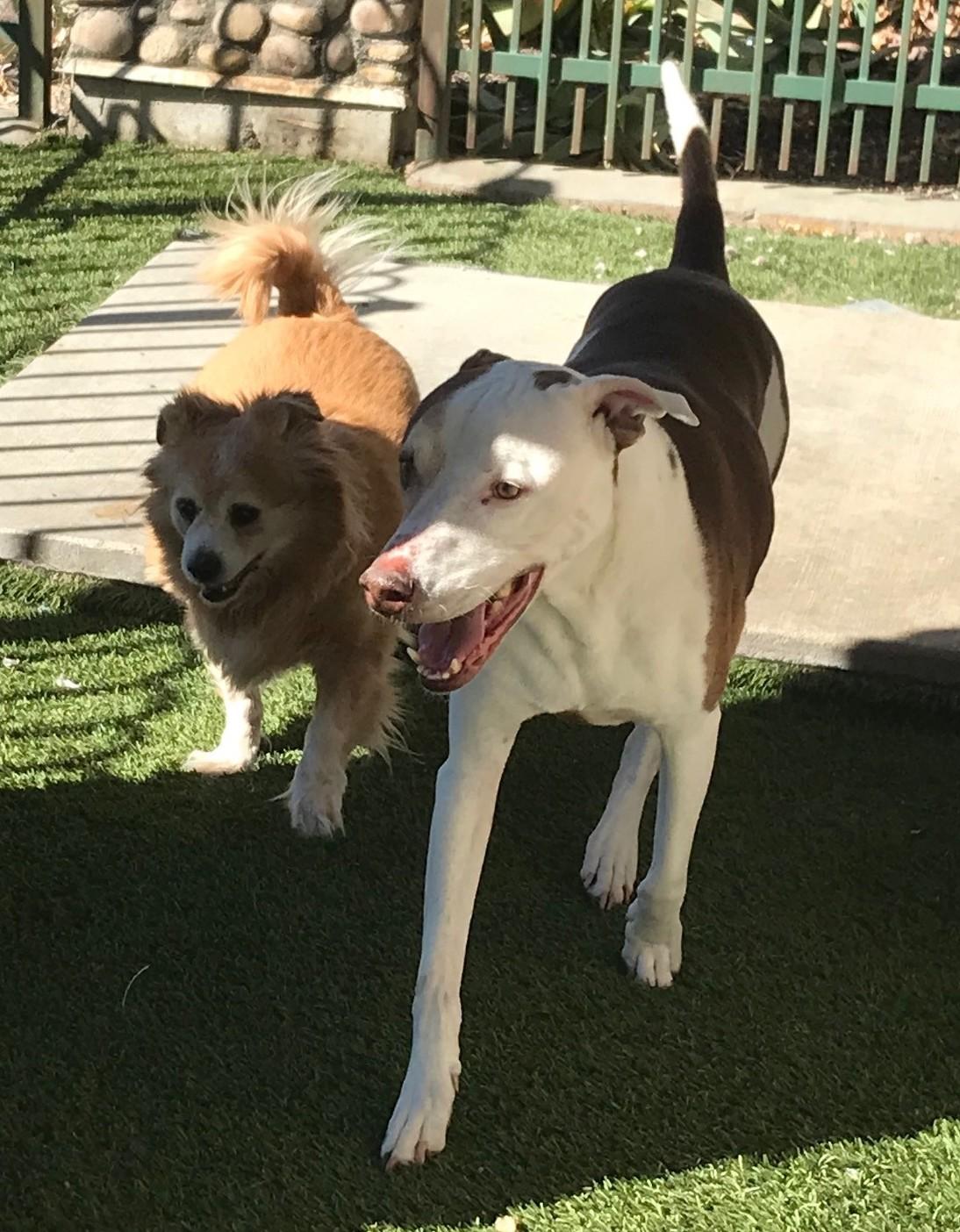 Little Dude & Prince (bonded pair), a Adoptable mixed breed in Ventura, CA image 4/6