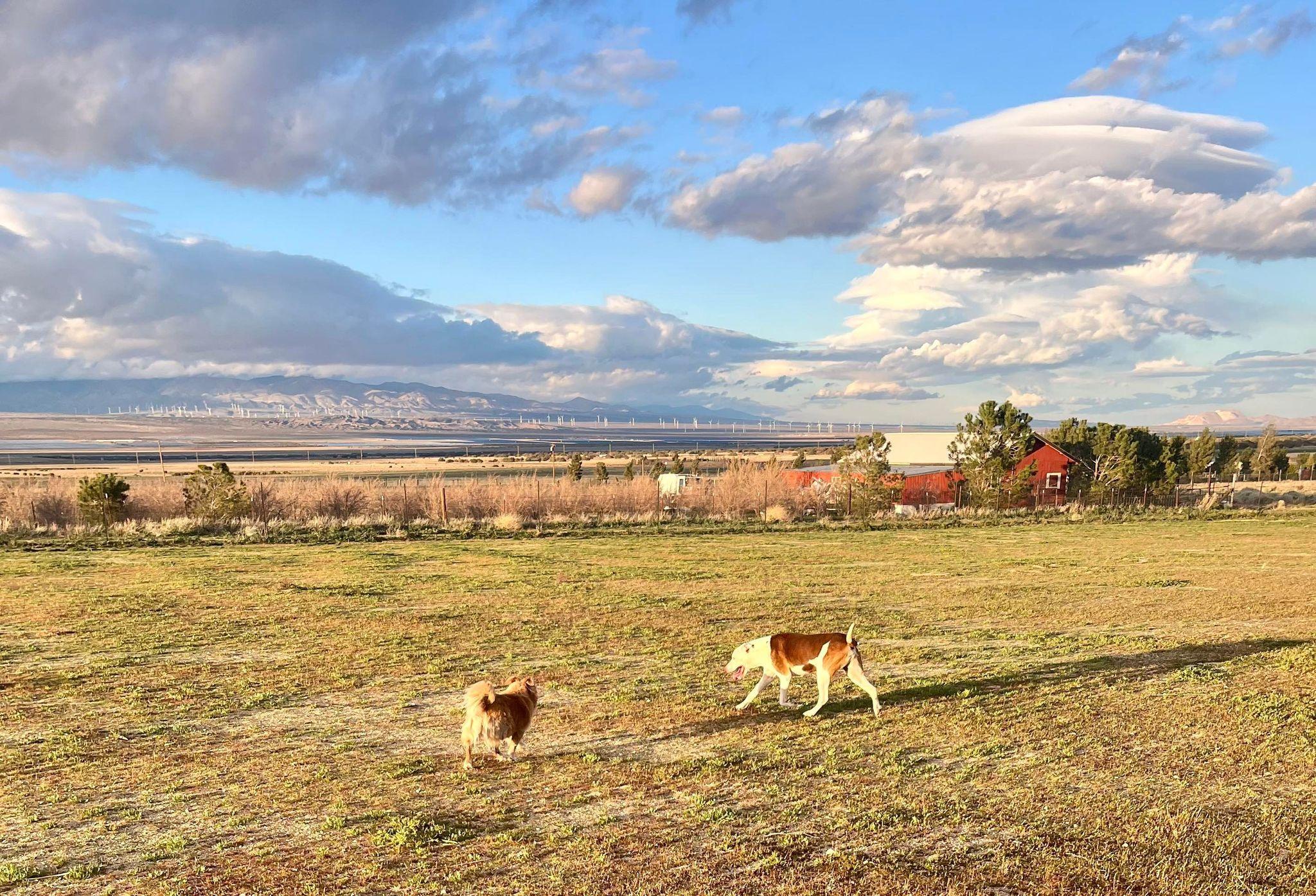 Little Dude & Prince (bonded pair), a Adoptable mixed breed in Ventura, CA image 6/6