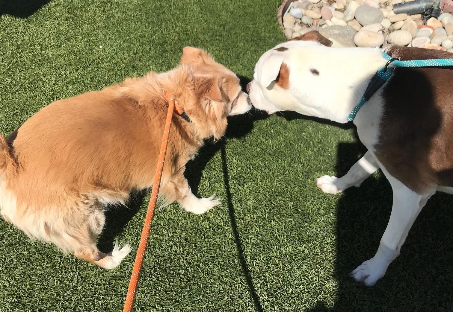 Little Dude & Prince (bonded pair), a Adoptable mixed breed in Ventura, CA image 3/6