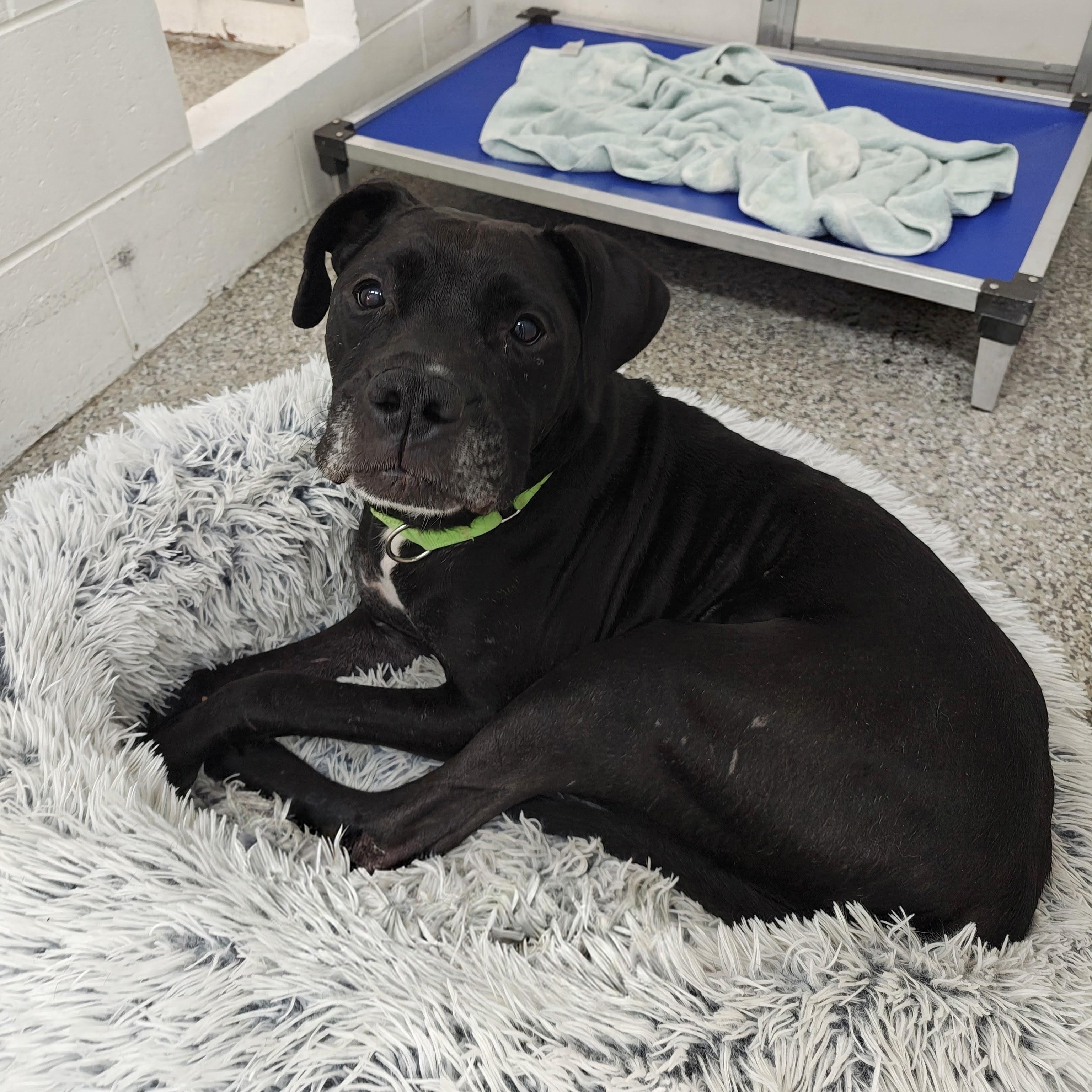 Enlarge Chapo, a Adoptable mixed breed in Oconto, WI image 3/5