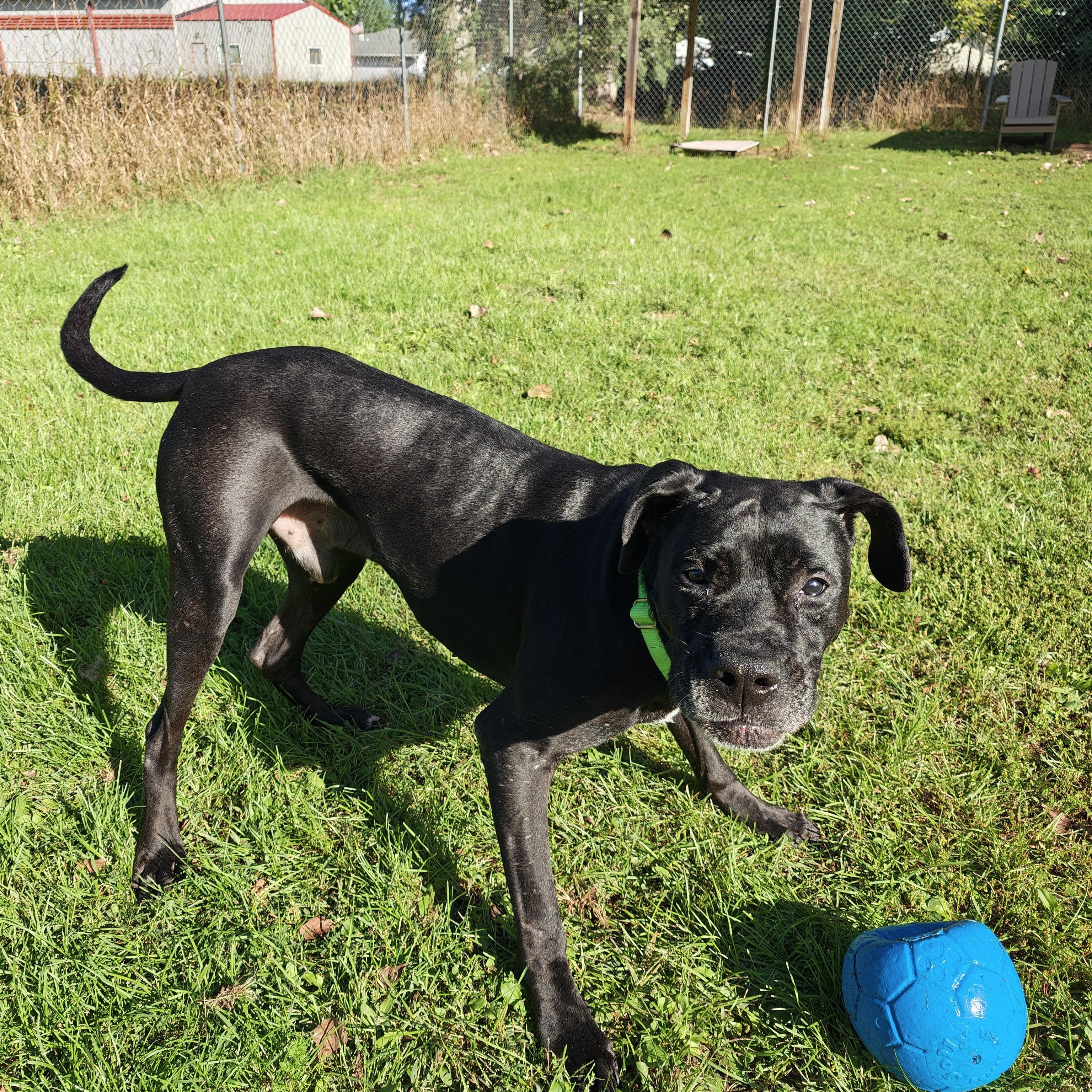 Enlarge Chapo, a Adoptable mixed breed in Oconto, WI image 4/5