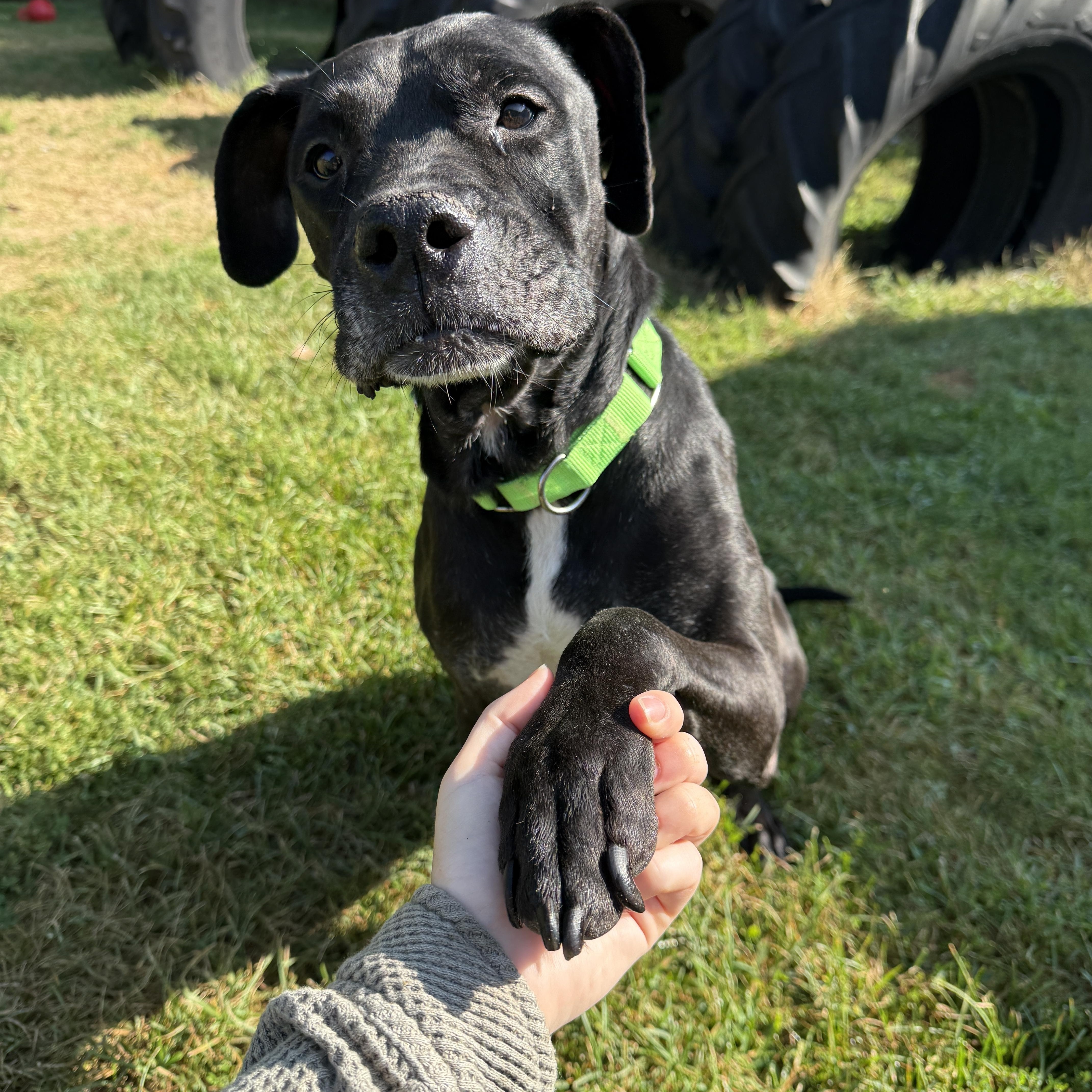 Enlarge Chapo, a Adoptable mixed breed in Oconto, WI image 2/5