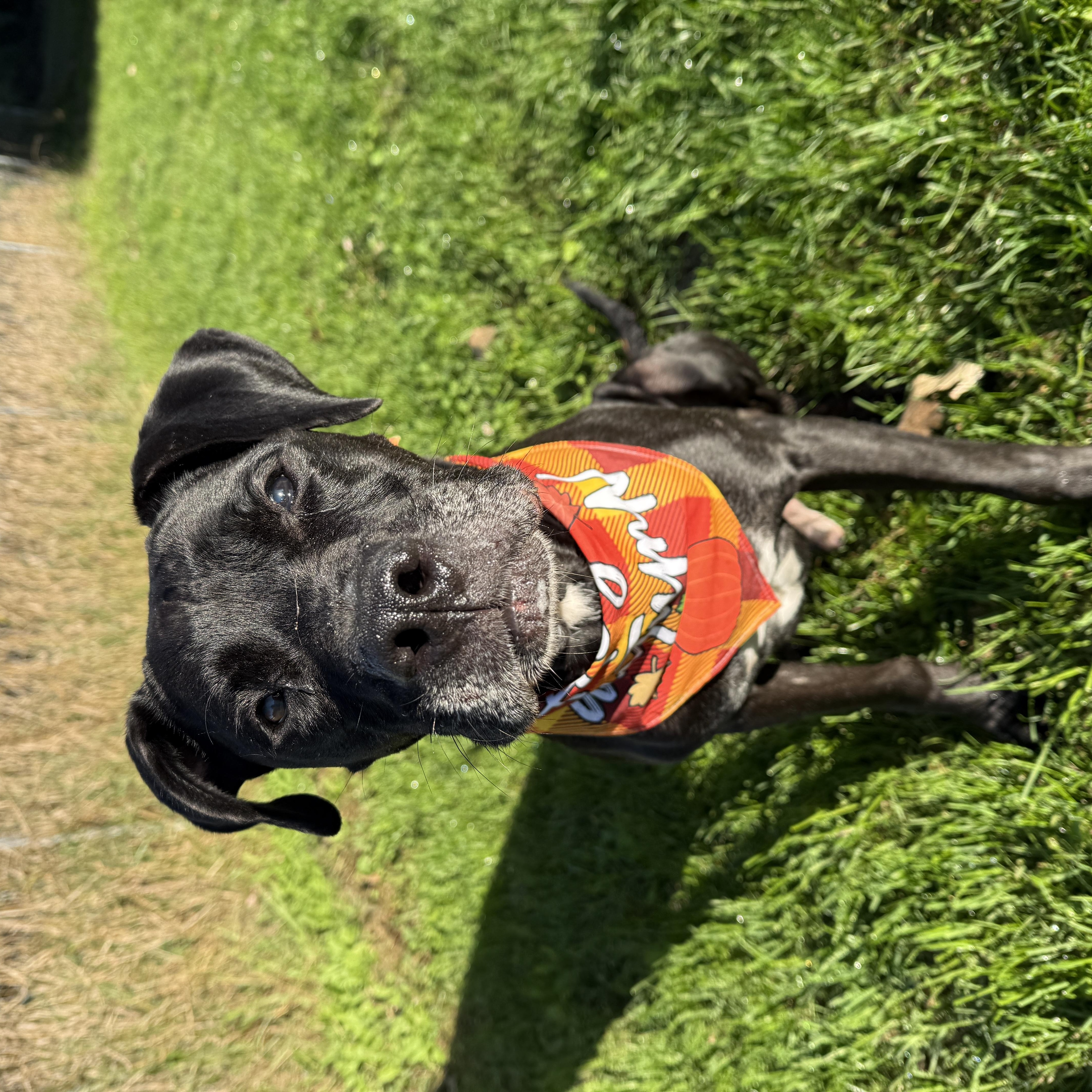 Enlarge Chapo, a Adoptable mixed breed in Oconto, WI image 6/6