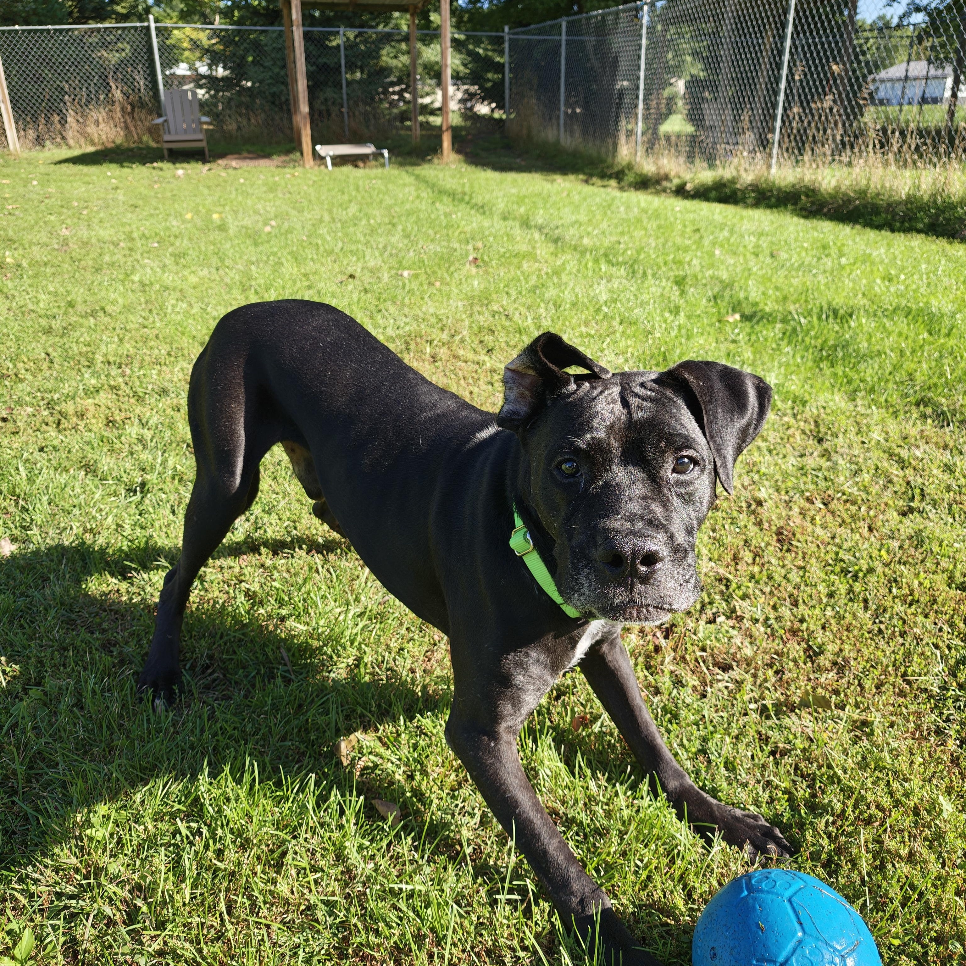Chapo, Adoptable, Adult Male Mixed Breed.