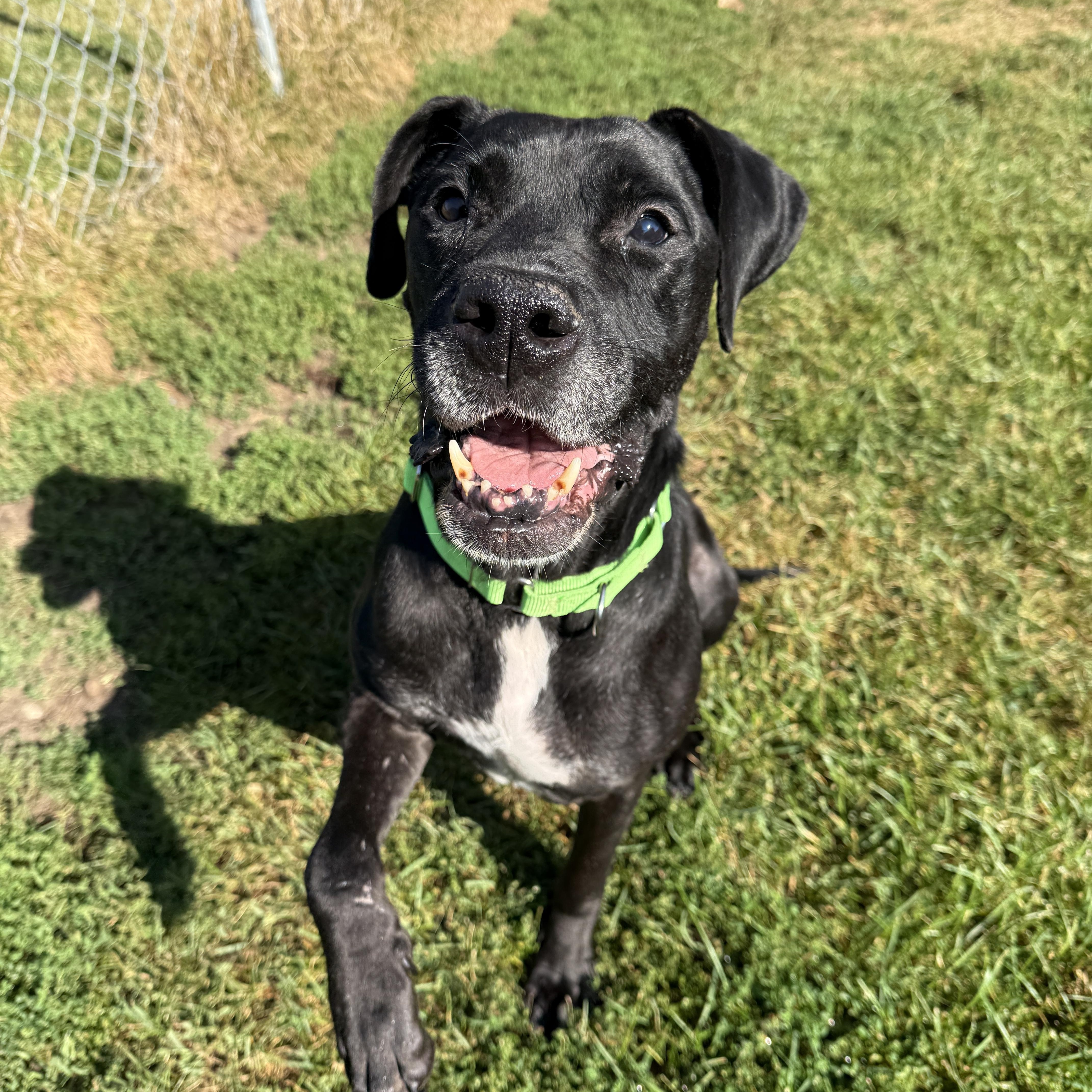 Enlarge Chapo, a Adoptable mixed breed in Oconto, WI image 5/5