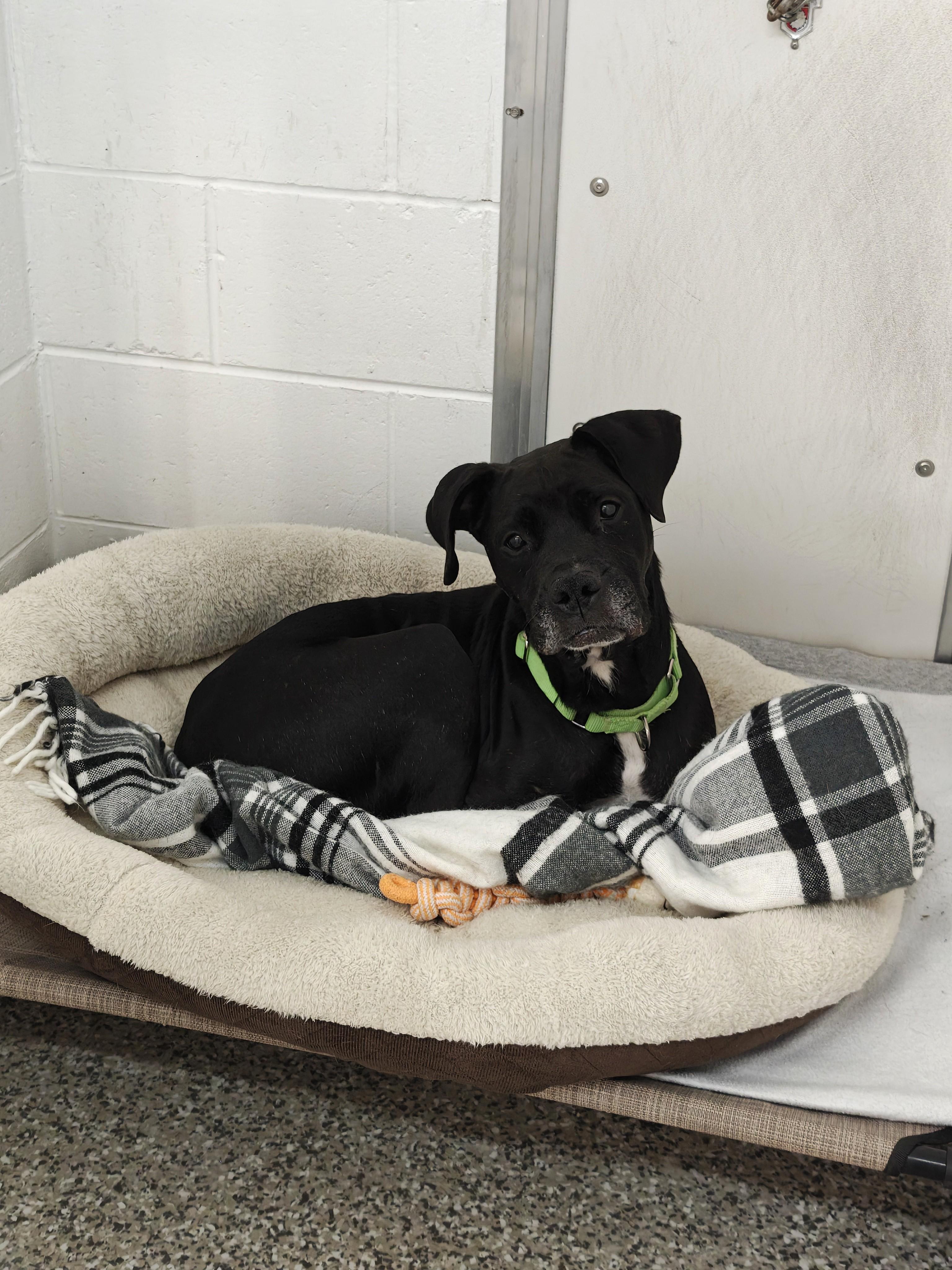 Enlarge Chapo, a Adoptable mixed breed in Oconto, WI image 2/6