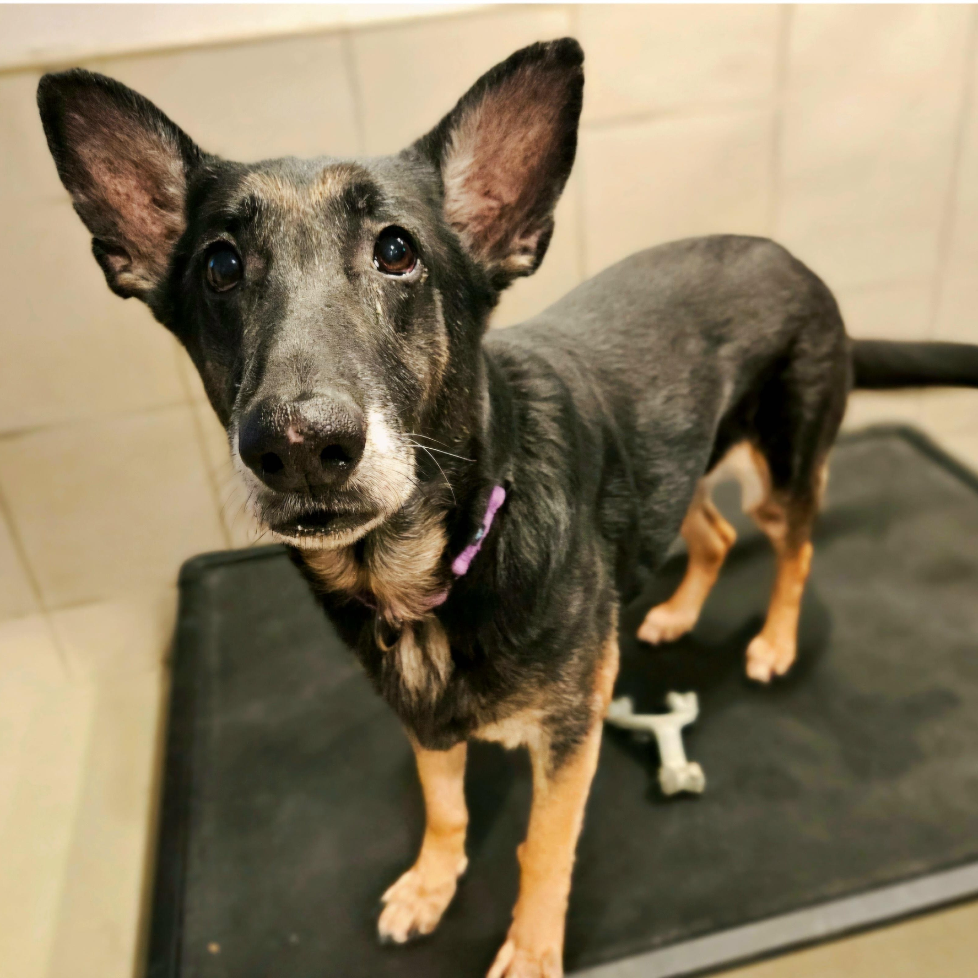 Skylar (Sweetheart!) , ADOPTABLE, Adult Female German Shepherd Dog.