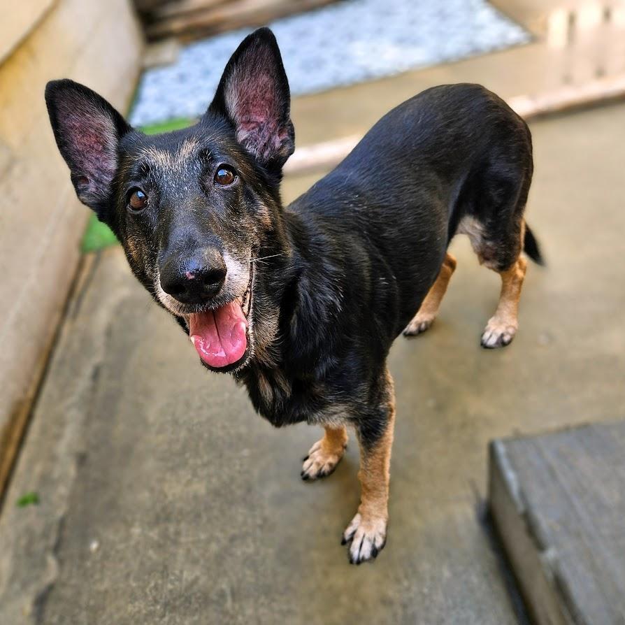 Enlarge Skylar (Sweetheart!) , a ADOPTABLE German Shepherd Dog in Chicago, IL image 2/6